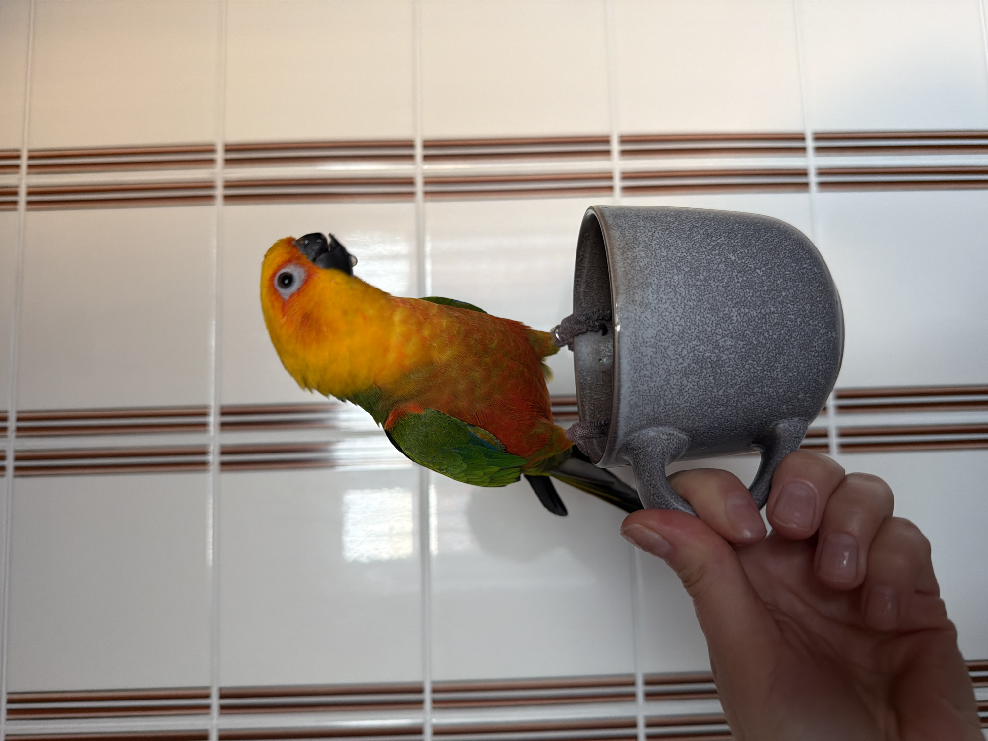 Woman documents afternoon with pet parrot in Khimki apartment