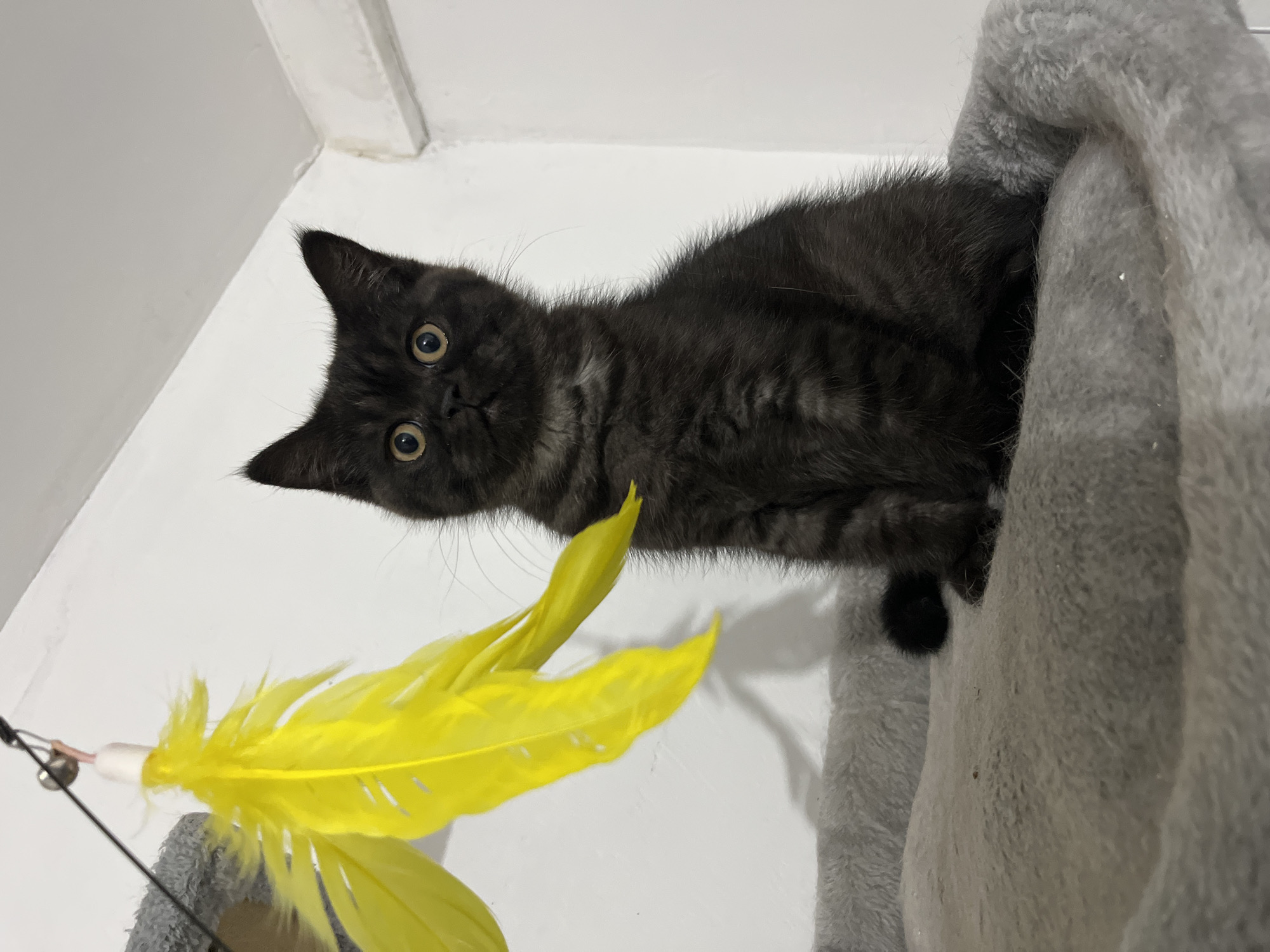 Kittens spotted in various indoor locations in Kulata, Bulgaria