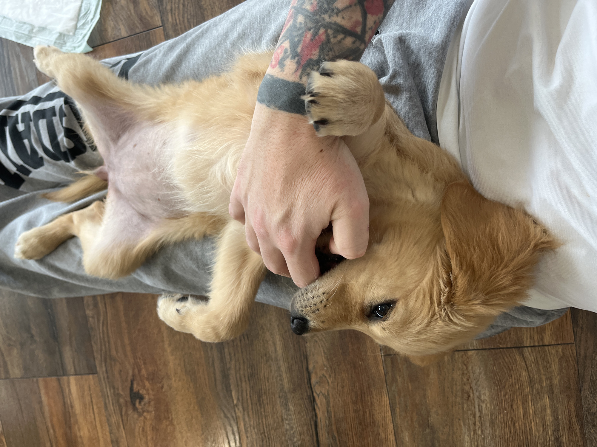 Family enjoys morning playtime with golden retriever puppy in Bulgaria