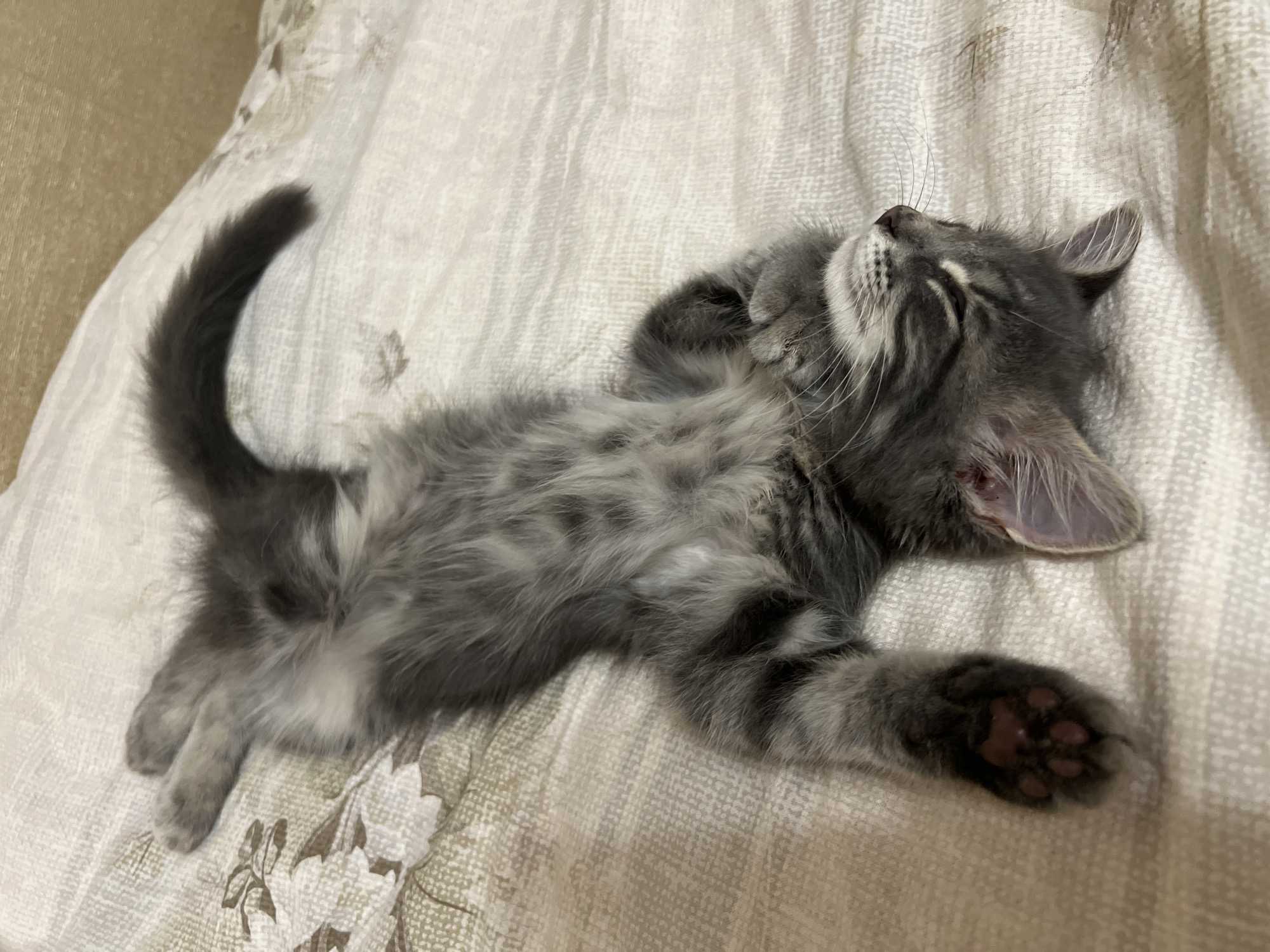 Grey tabby kitten naps belly-up on a patterned bedspread