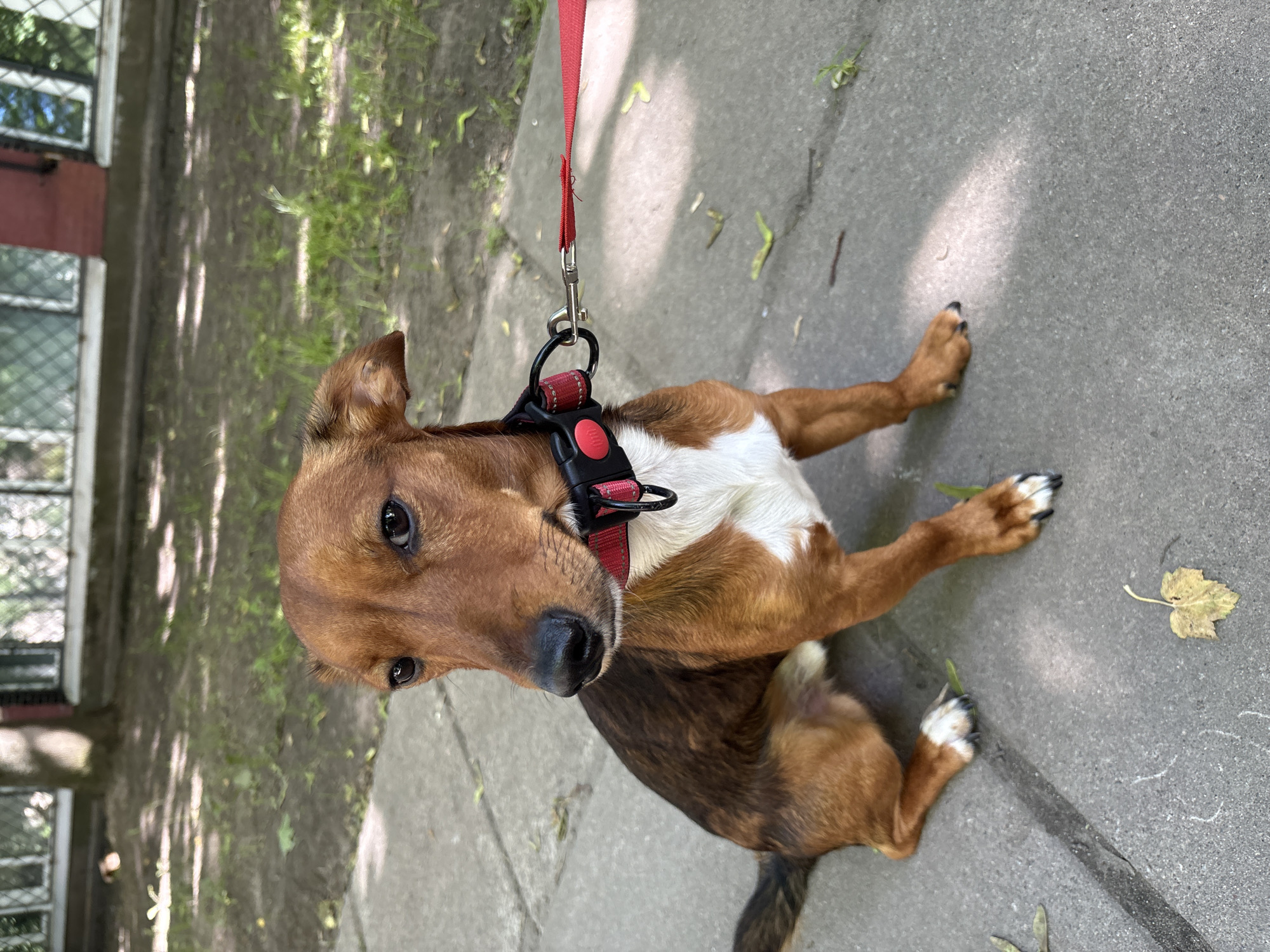 Afternoon stroll with a dachshund in Saint Petersburg