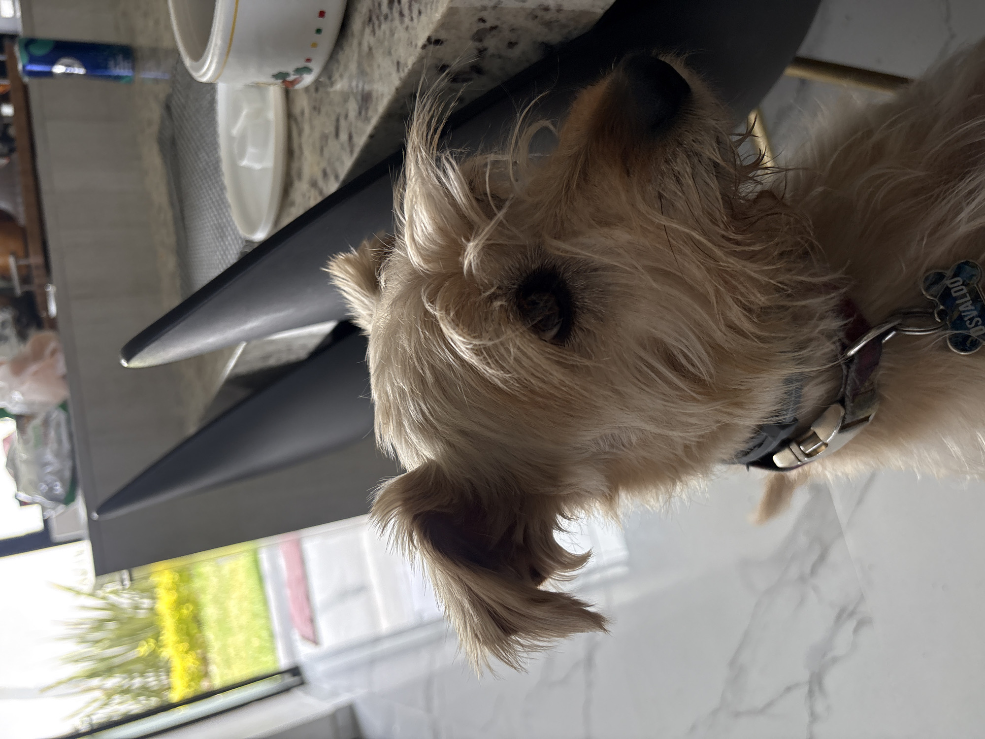 Person pets dog named Osvaldo in Mexican home