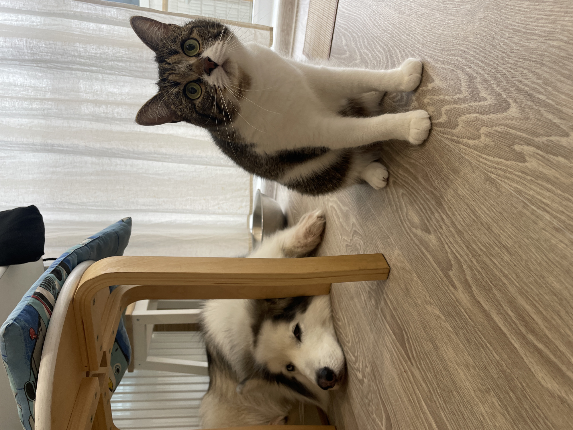 Woman plays with tabby cat in Izhevsk home