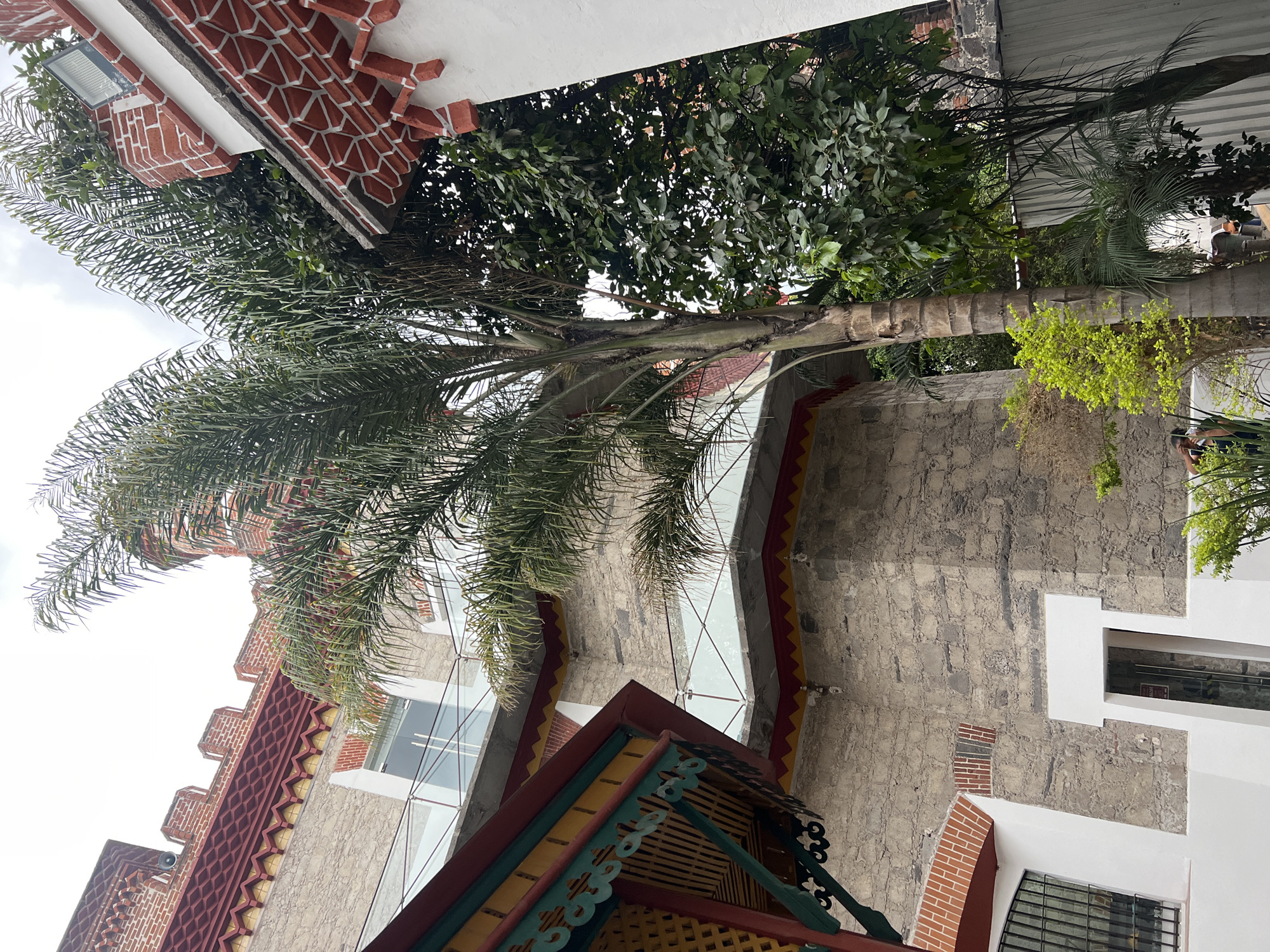 Palm tree and architecture documented in Puebla, Mexico