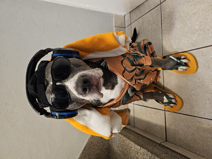 Costumed Pet Photo Session Documented in Luxembourg Home