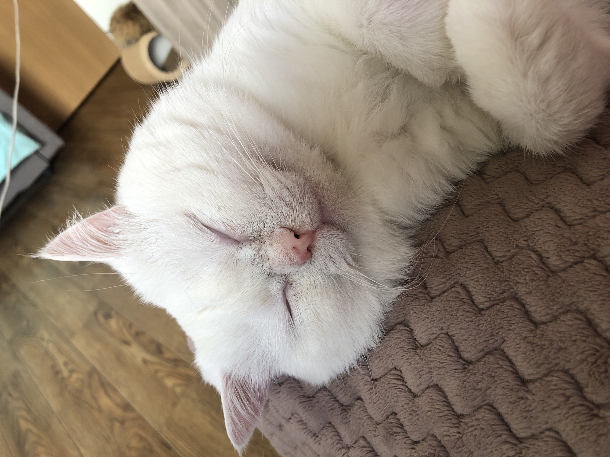 White cat deep in a nap, every angle covered