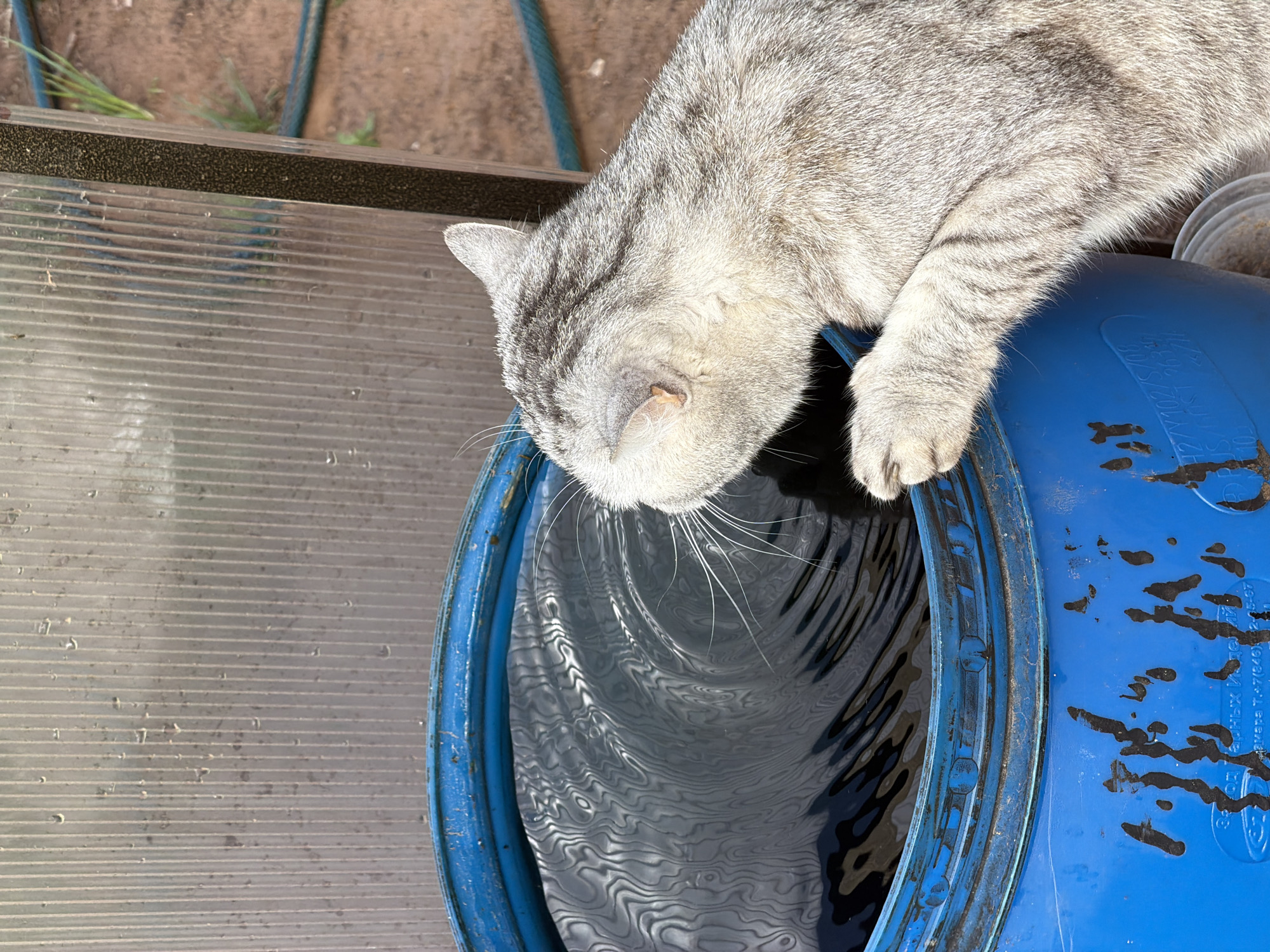 Quiet morning moments with pets and gardens in Chaikovsky