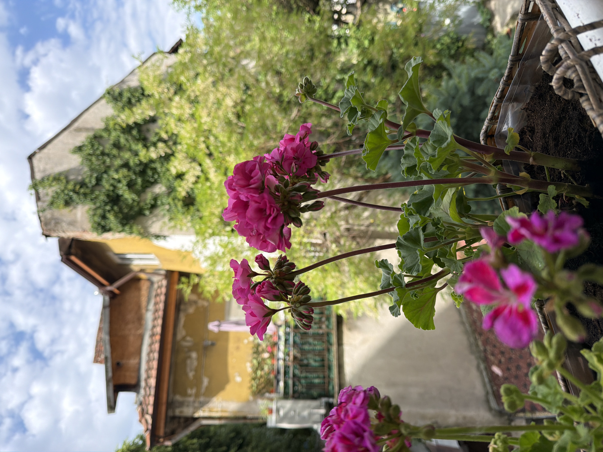Morning garden photography session captures blooming flowers in Sofia