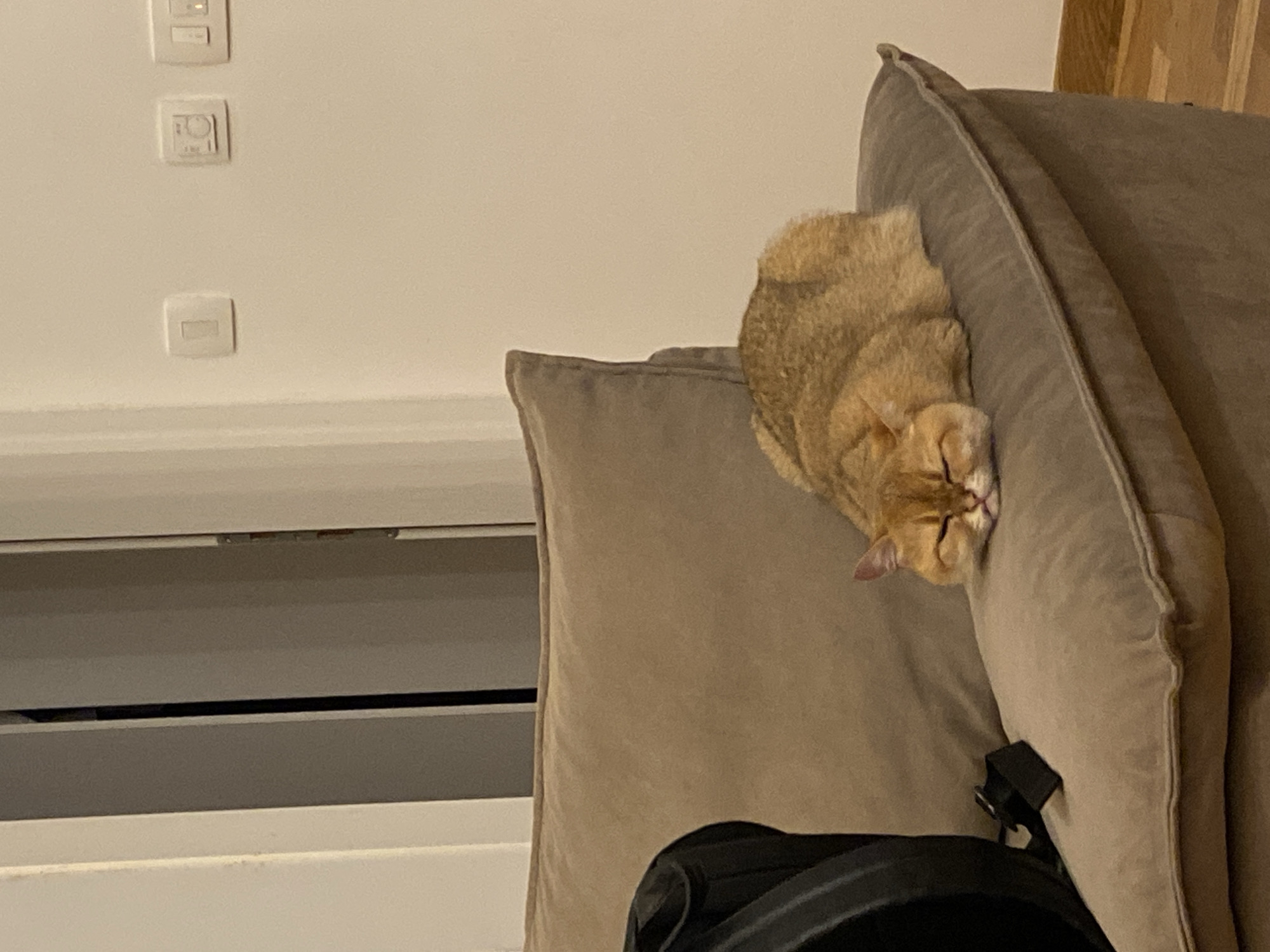 Evening scenes documented in Bar, Montenegro include cats, streets
