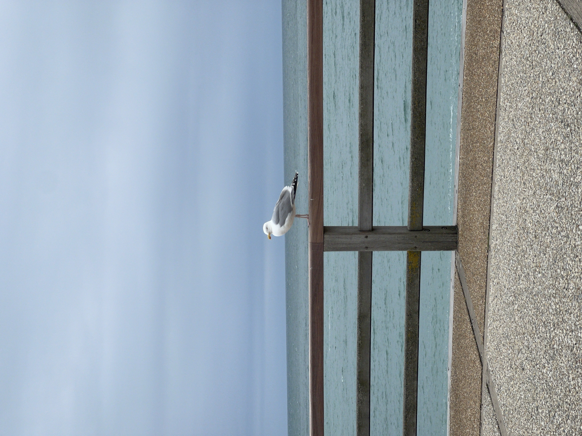 Tourists photograph seagulls, walk dogs in Étretat, France