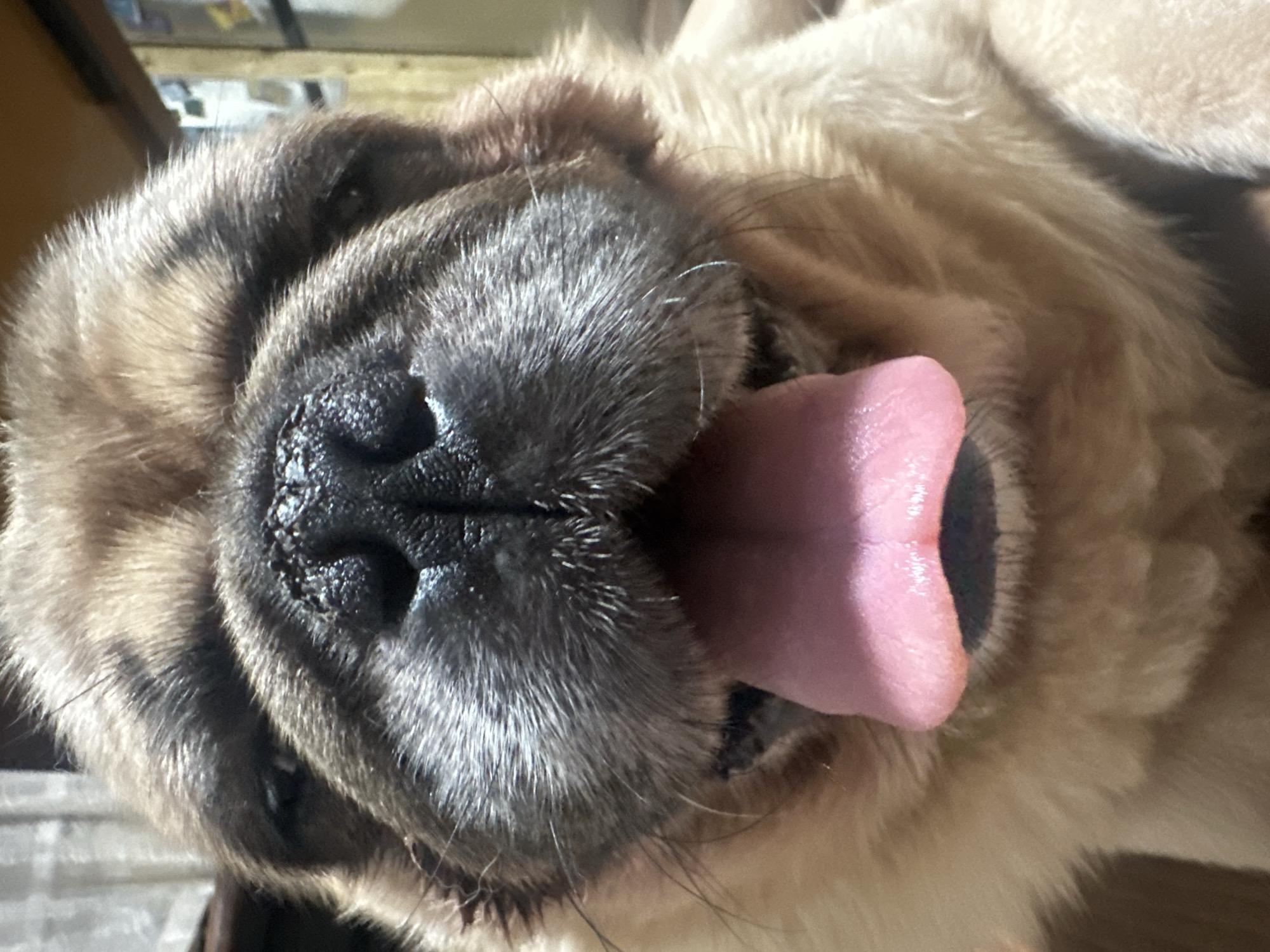 Pug and poodle hang out indoors in Yerevan