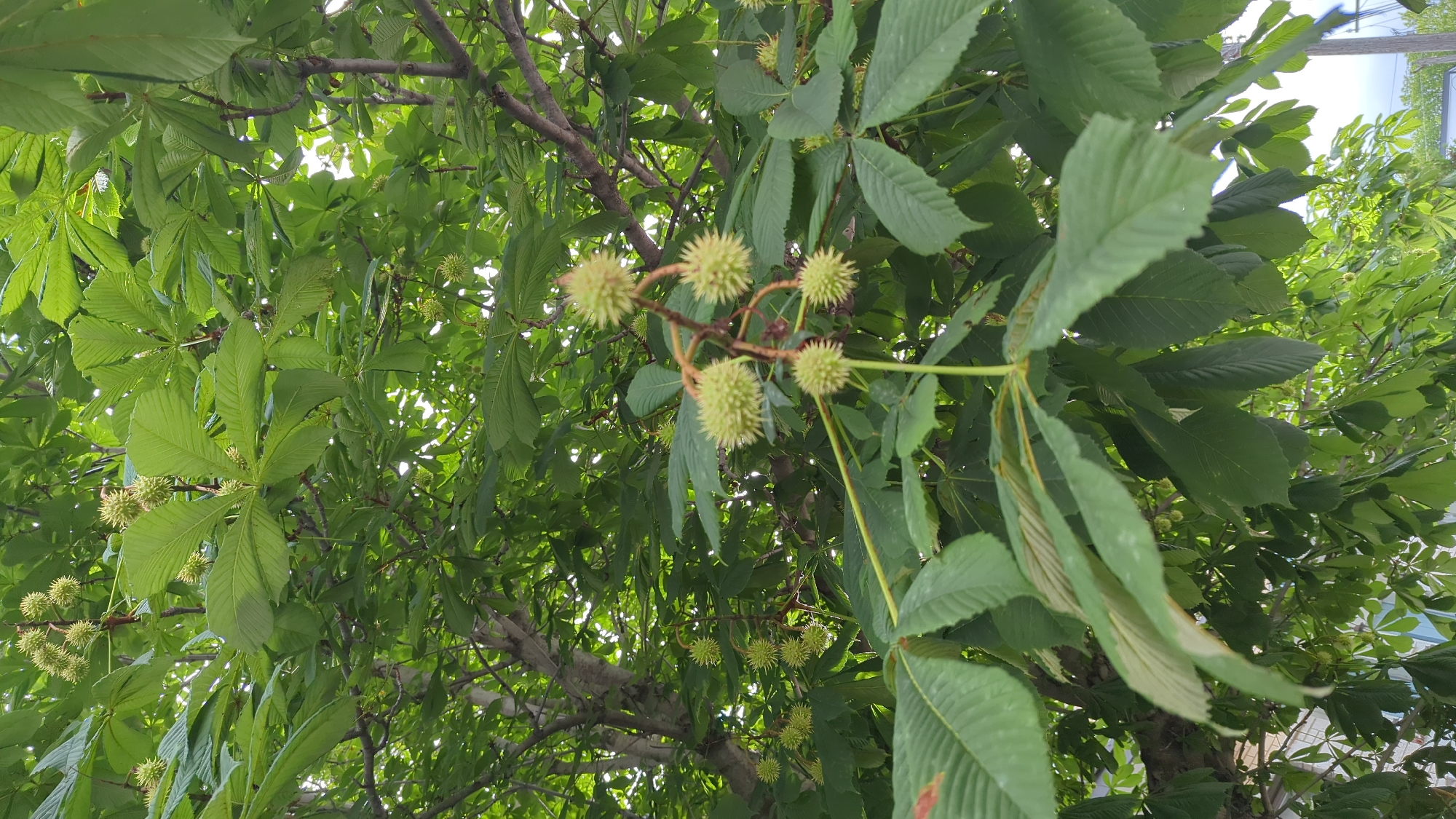 Montreal, Canada