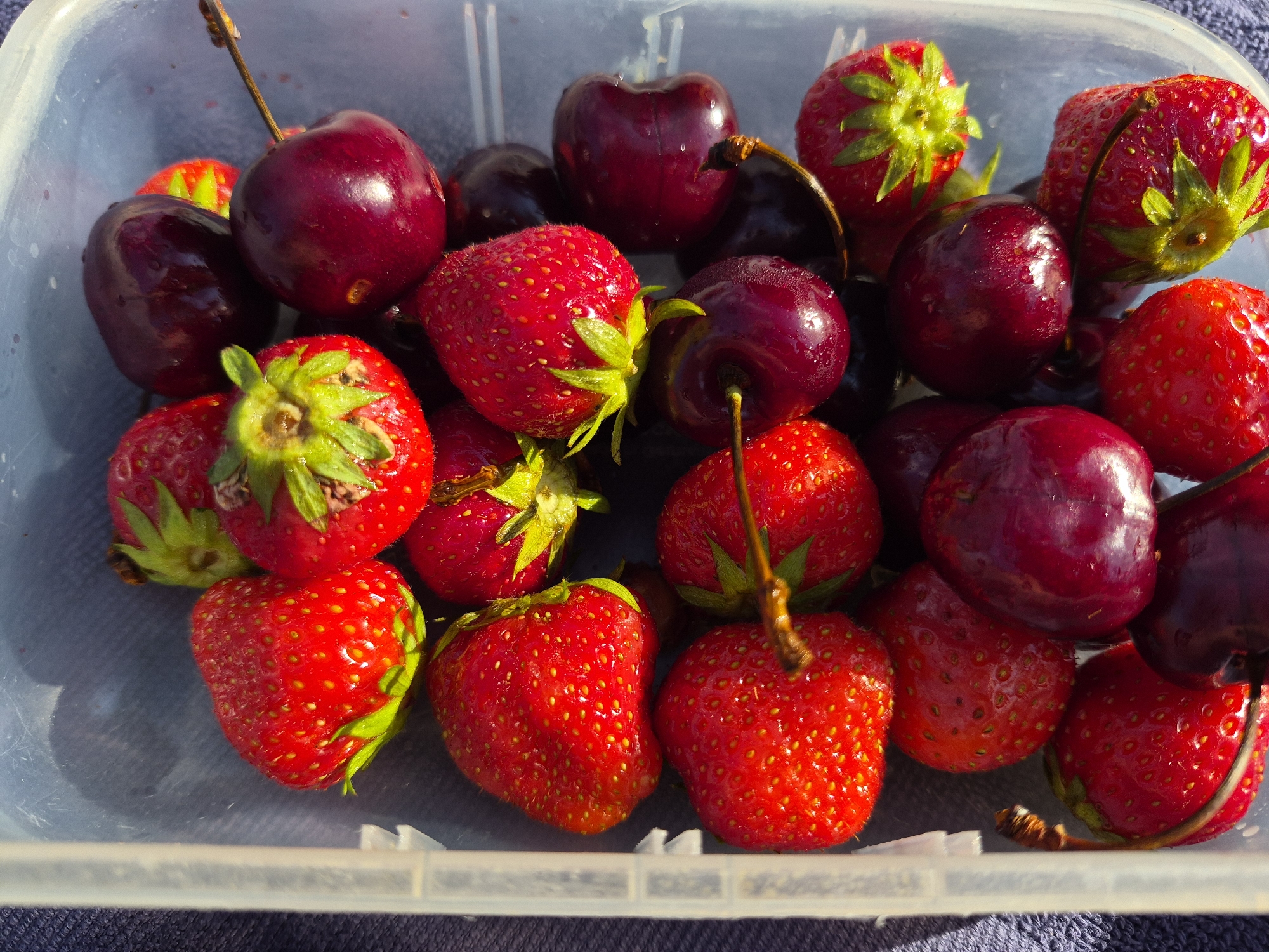 Fresh strawberries and cherries in a container, multiple angles