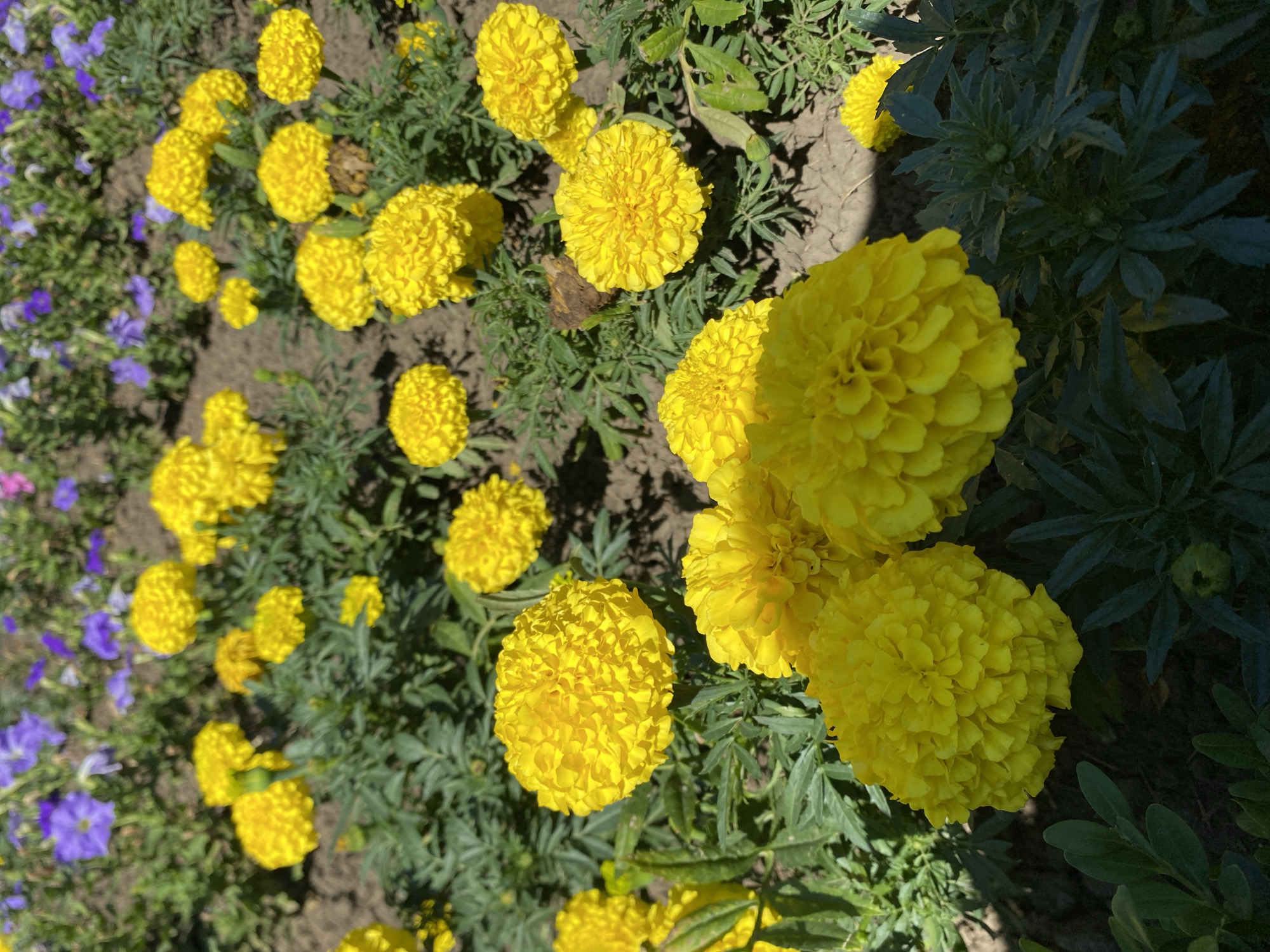 Midsummer garden and nature close-ups from Kushchovskaya, Russia