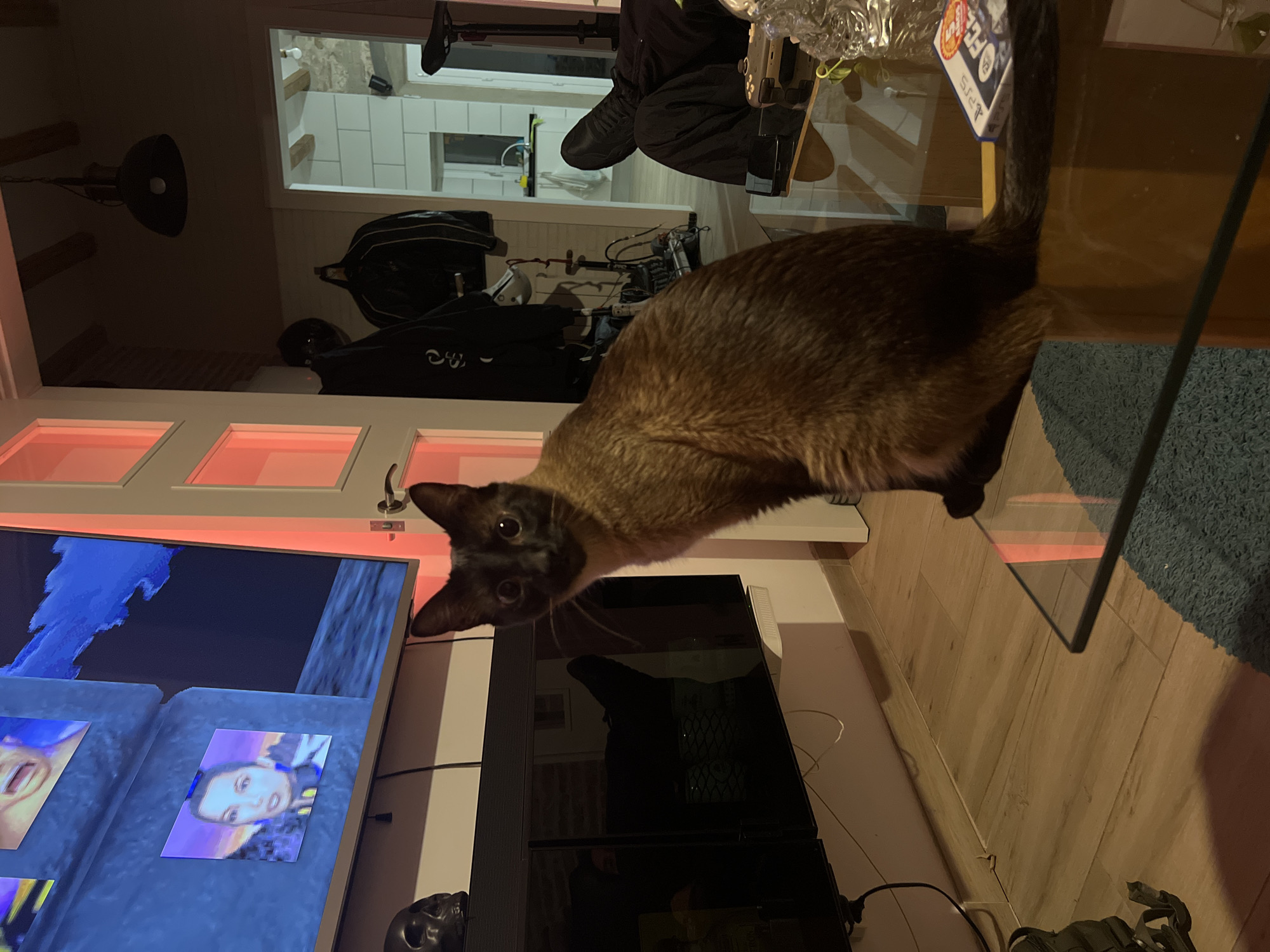 Siamese cat photographed on glass table in Barcelona