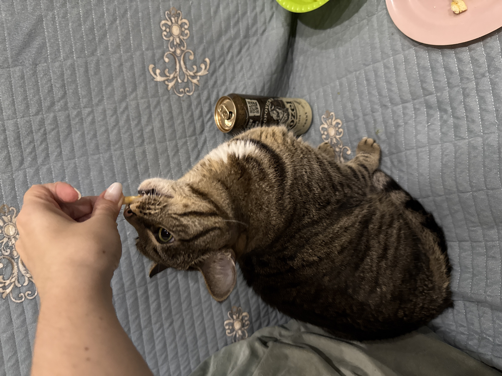Pet playtime and treats in Chelyabinsk