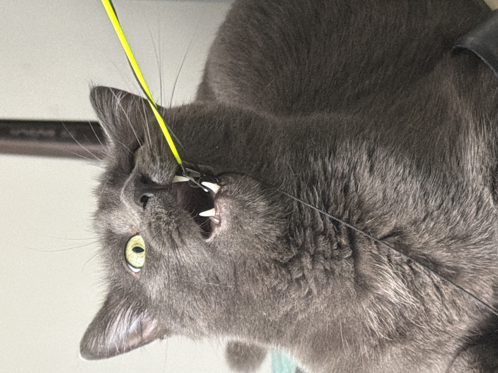 Gray cat's playtime and nap session on green bedding