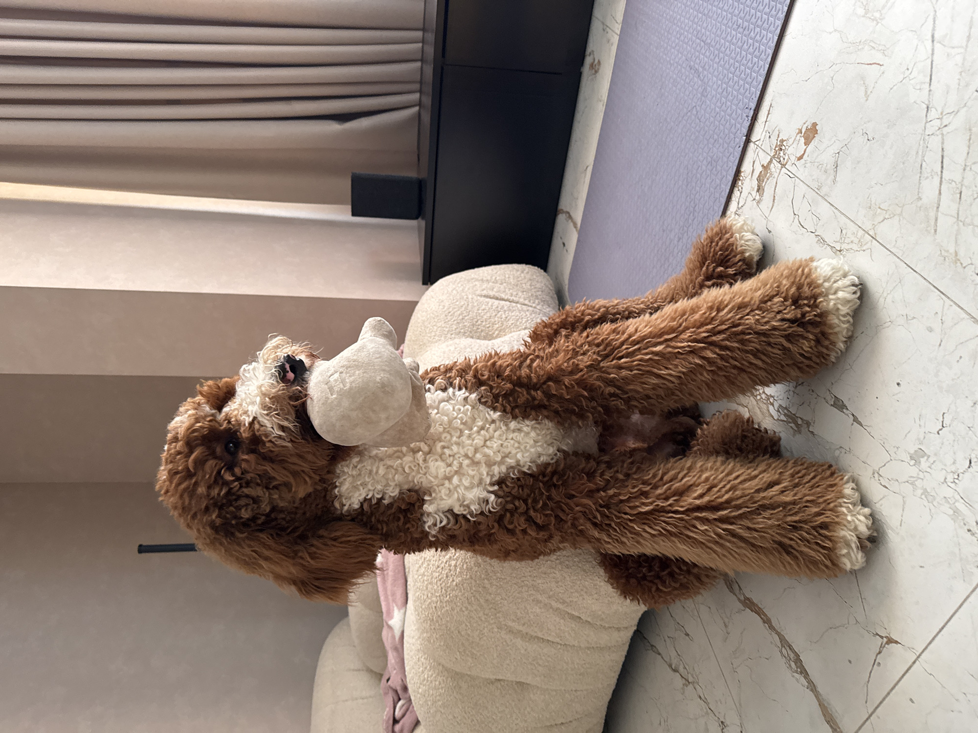 Goldendoodle documented in multiple indoor scenes across Kaliningrad