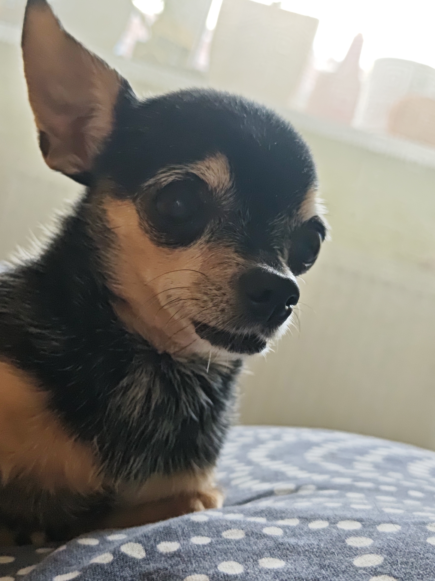 Chihuahua relaxes on a polka-dot cushion in Shcherbinka