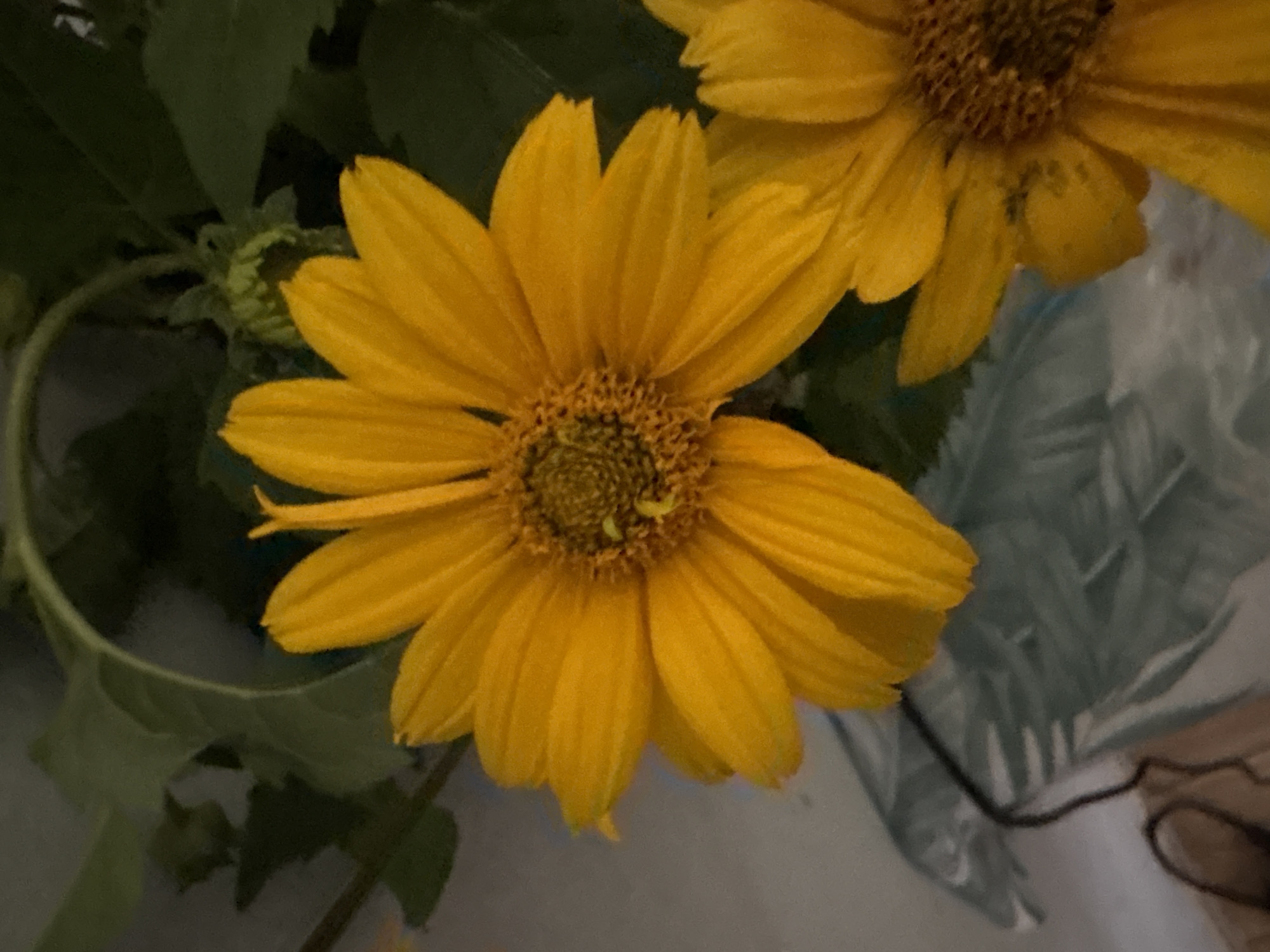 Sunflowers, fresh fruit, and a cat in rural Poland