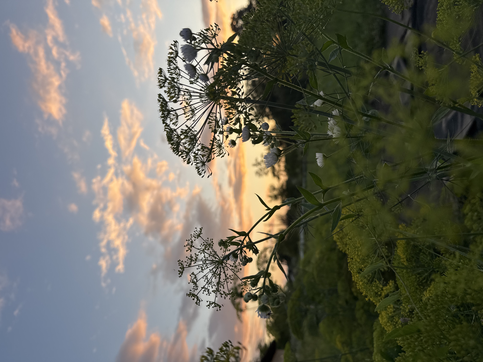 Sunflowers and dill at dusk in Zassovskaya, Russia