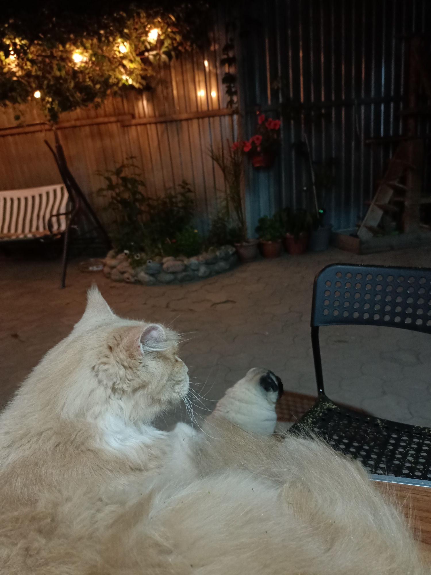 Evening garden scene with cats and plants in Almaty