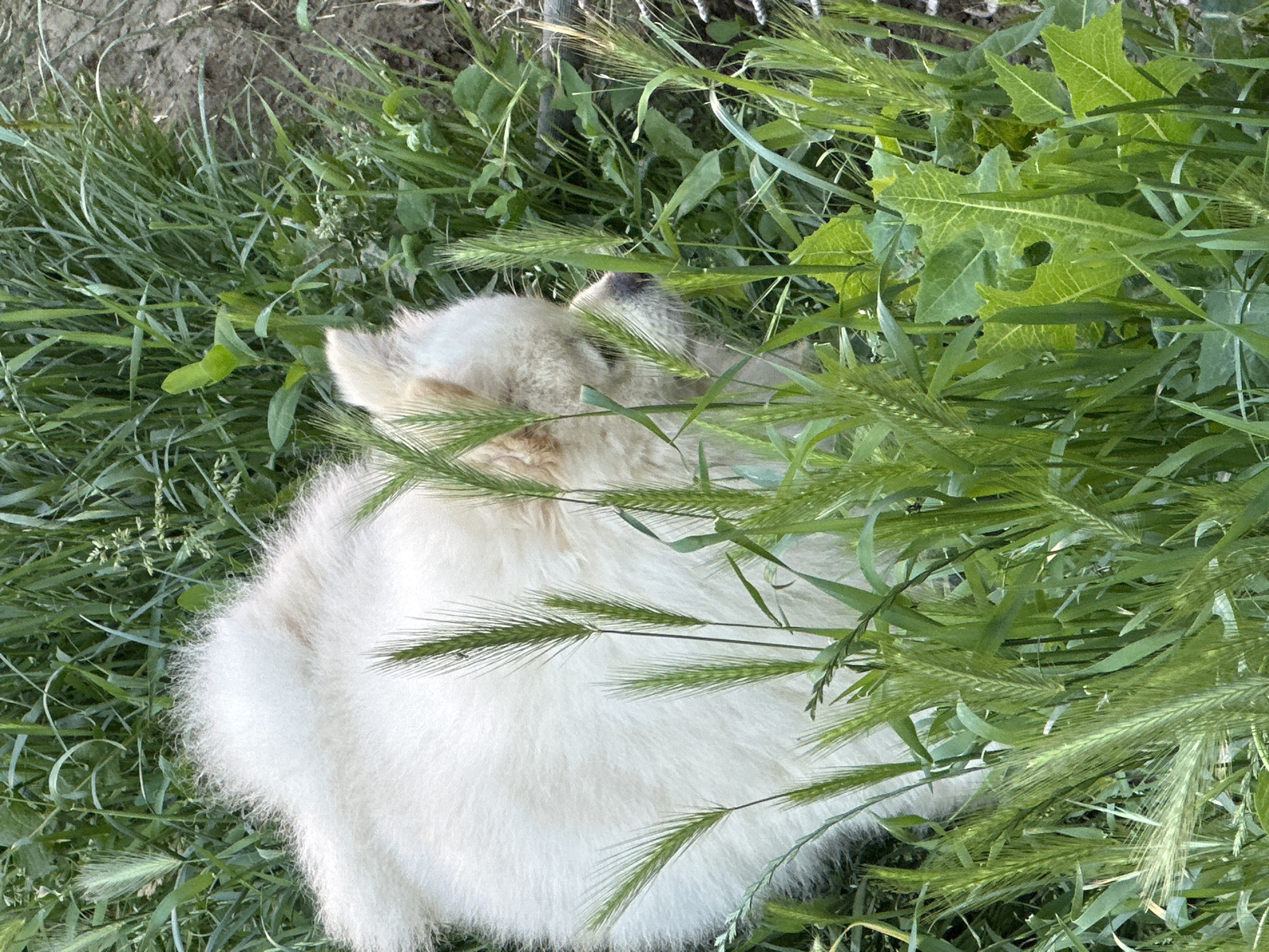 White dog rests in Bulgarian countryside near berry trees