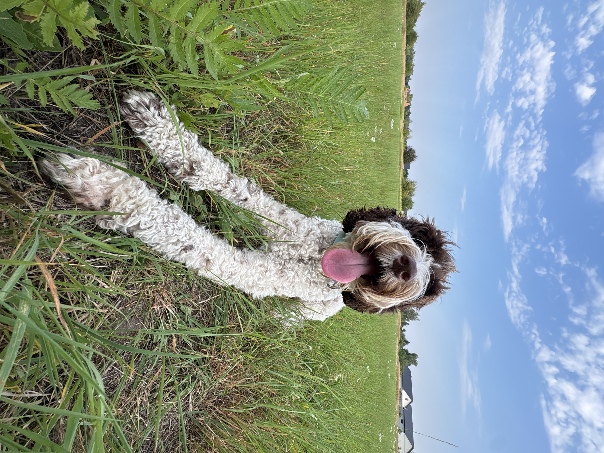 Shaggy dog takes a breather in a Polish summer field