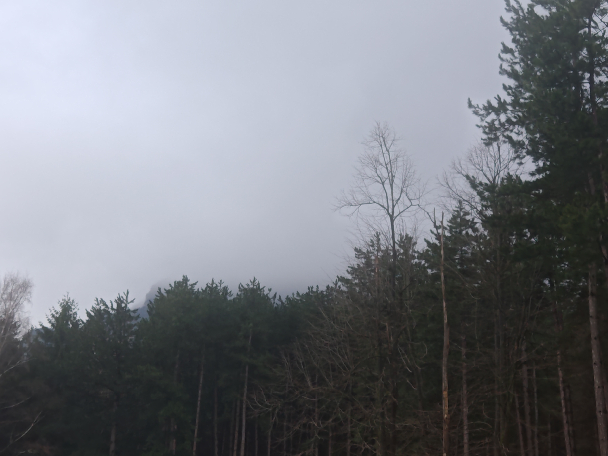 Morning forest scenes documented near Vratsa, Bulgaria
