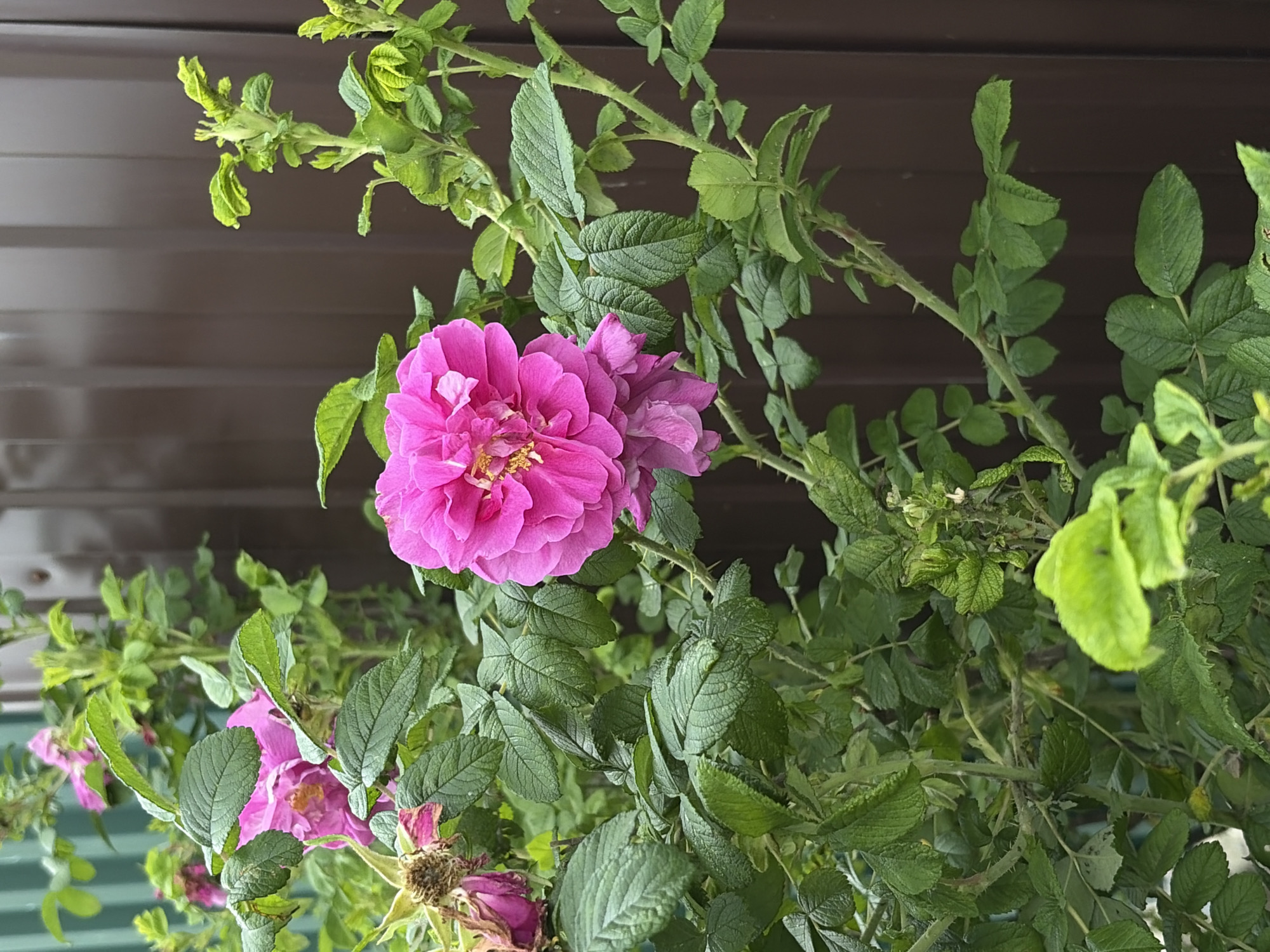 Summer morning in Khimki: garden flowers and everyday snapshots