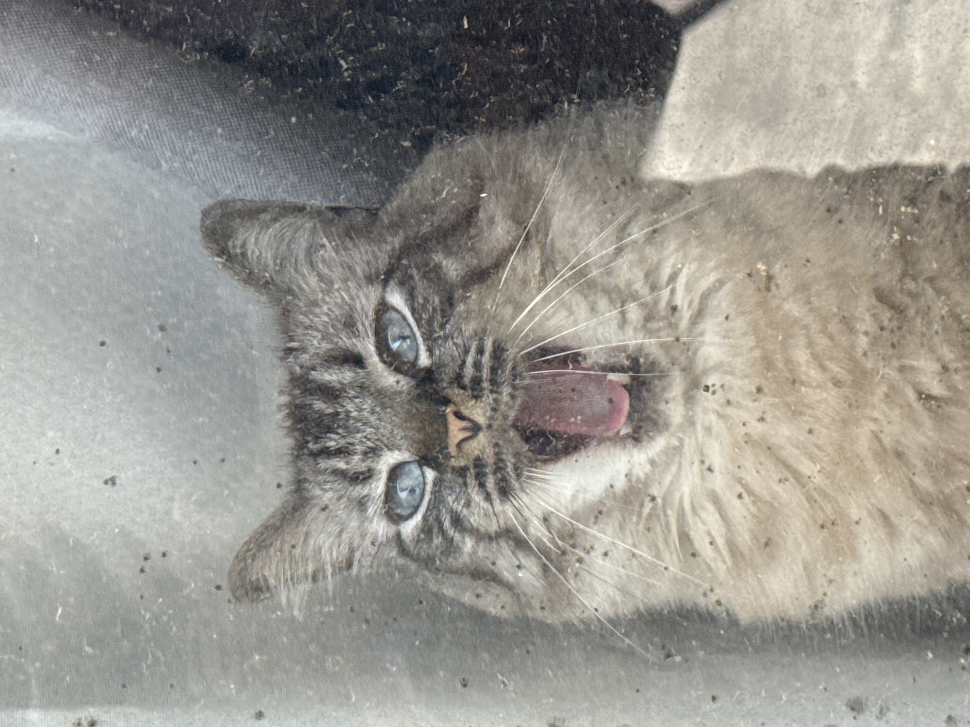 Cat yawning, pool gathering observed in Puebla courtyard