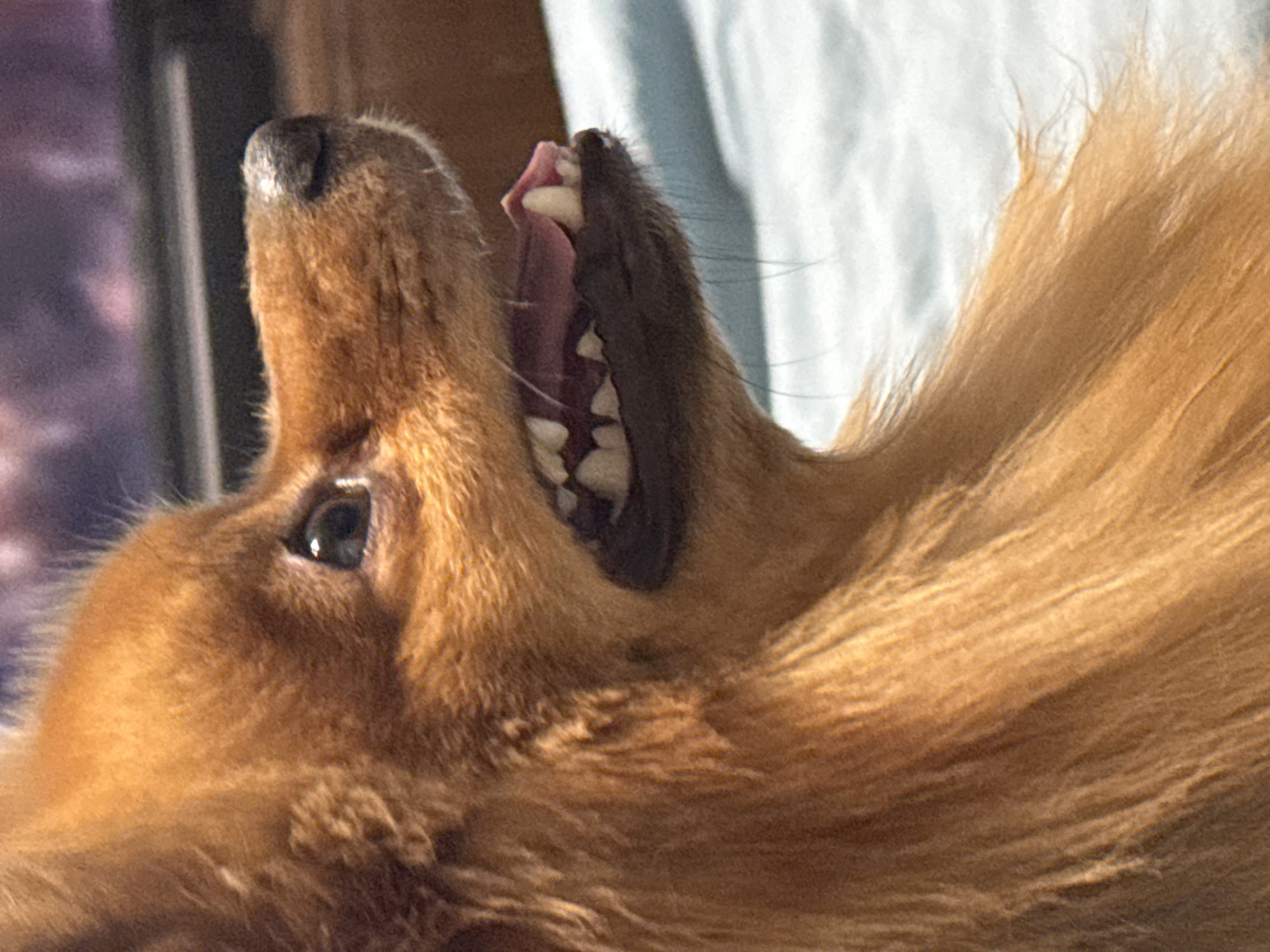 Pet photography session captures Pomeranian and cat in Khimki