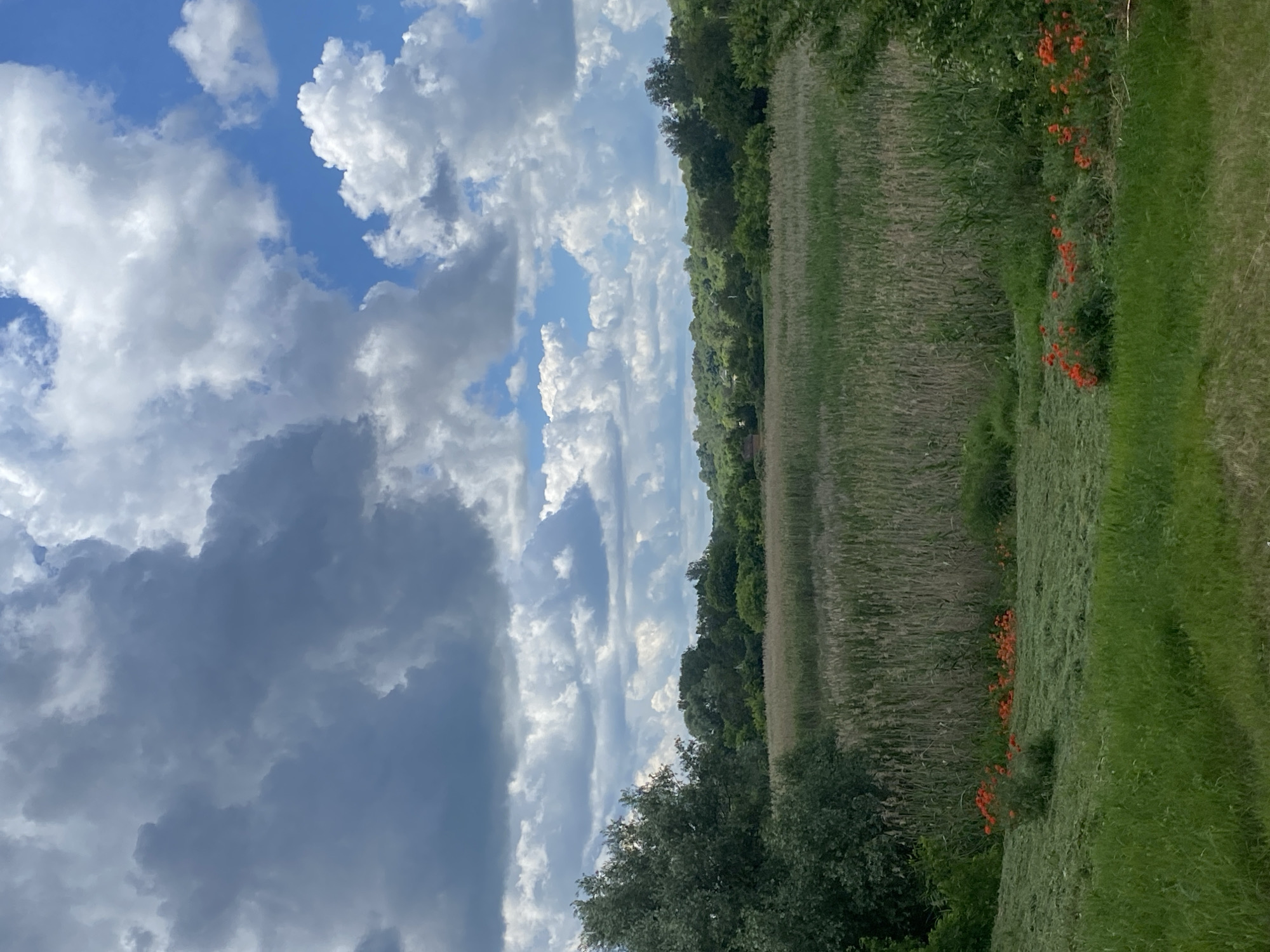 Village life in Ustyvytsia: poppies, storks, and rural summer scenes