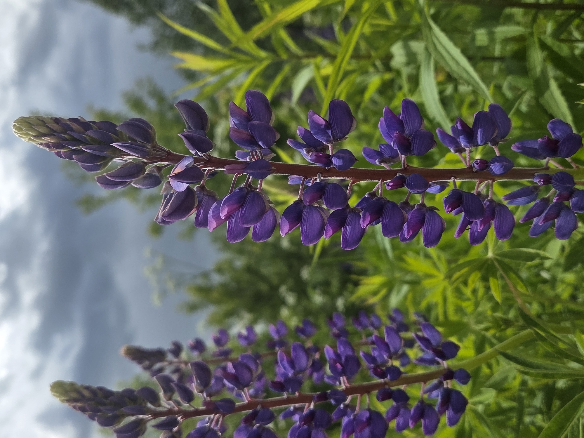 Witness captures 20 everyday moments including flowers, portraits, maps