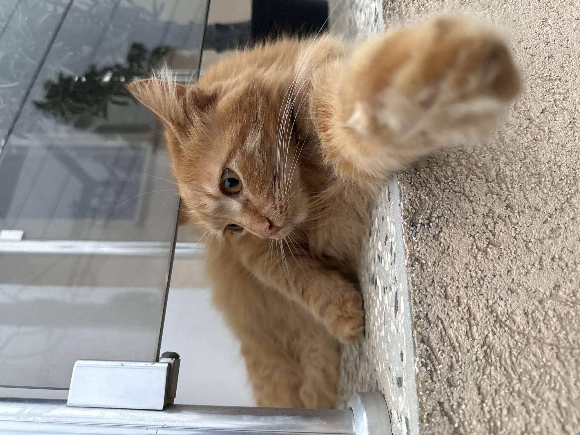 Orange cat lounges on windowsill in Bulgarian town