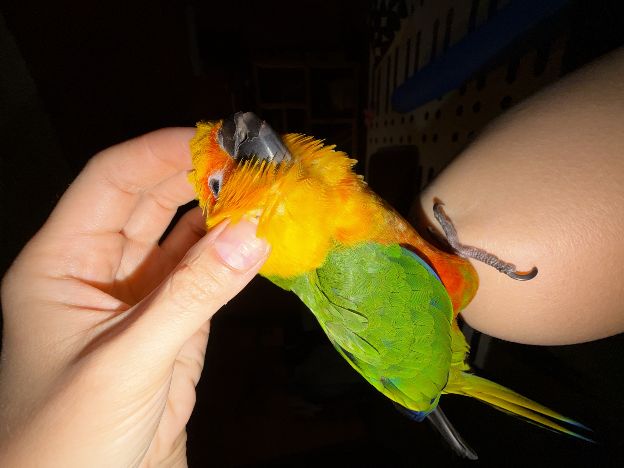 Sun conure parrot hanging out at home in Khimki
