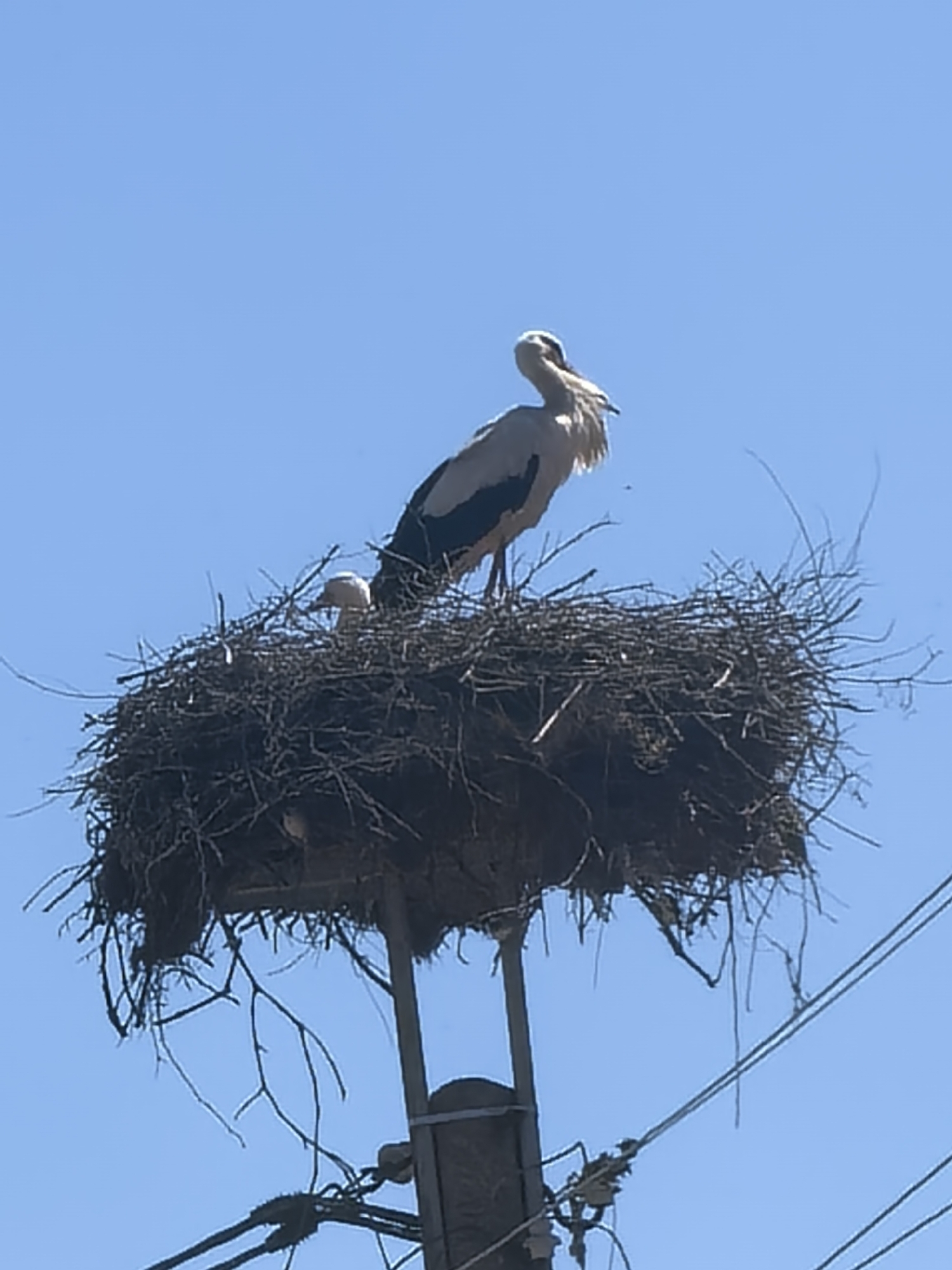 Storks observed nesting on utility poles and rooftops