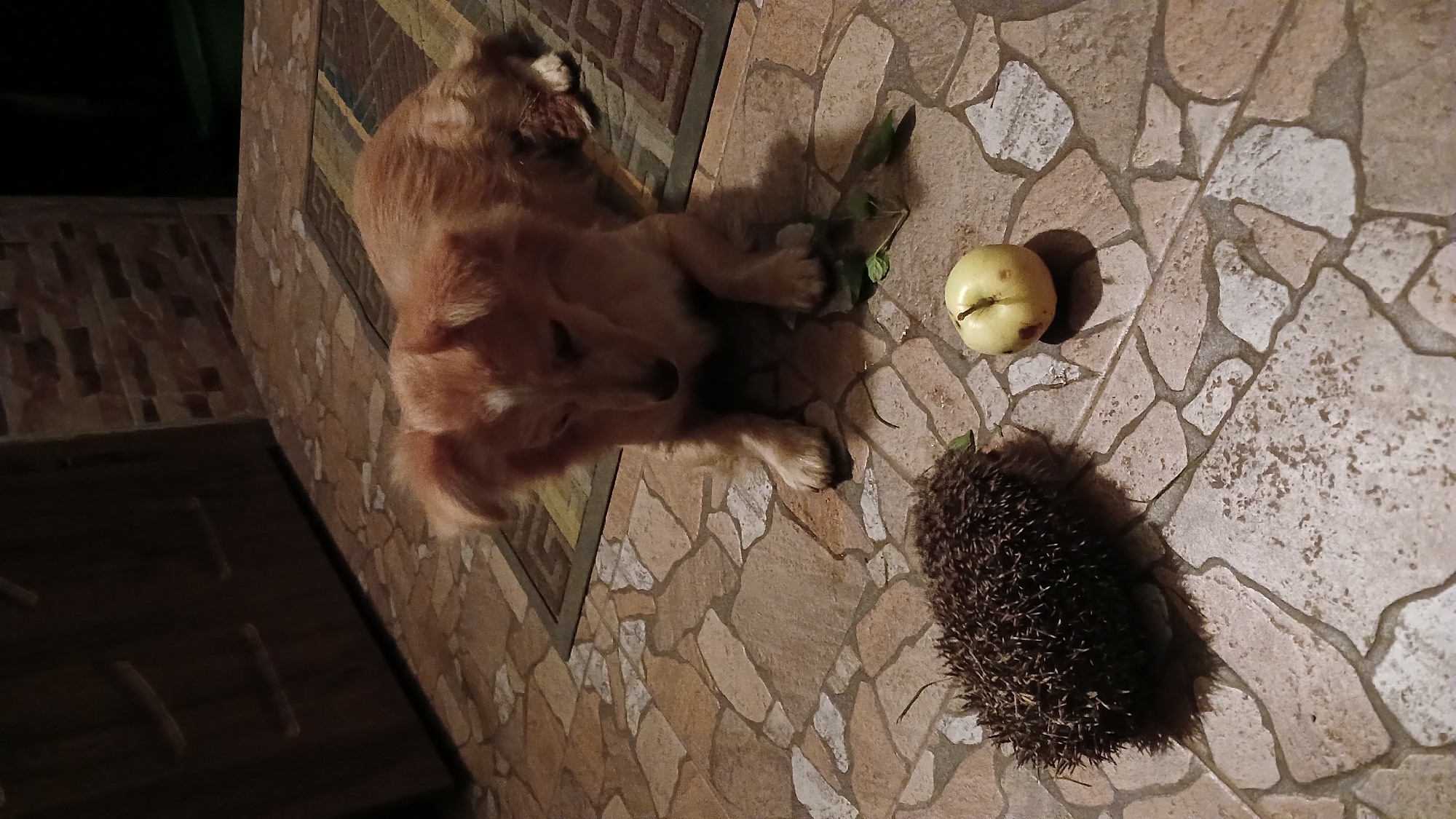 Dog meets hedgehog on a patio in Monastyryska