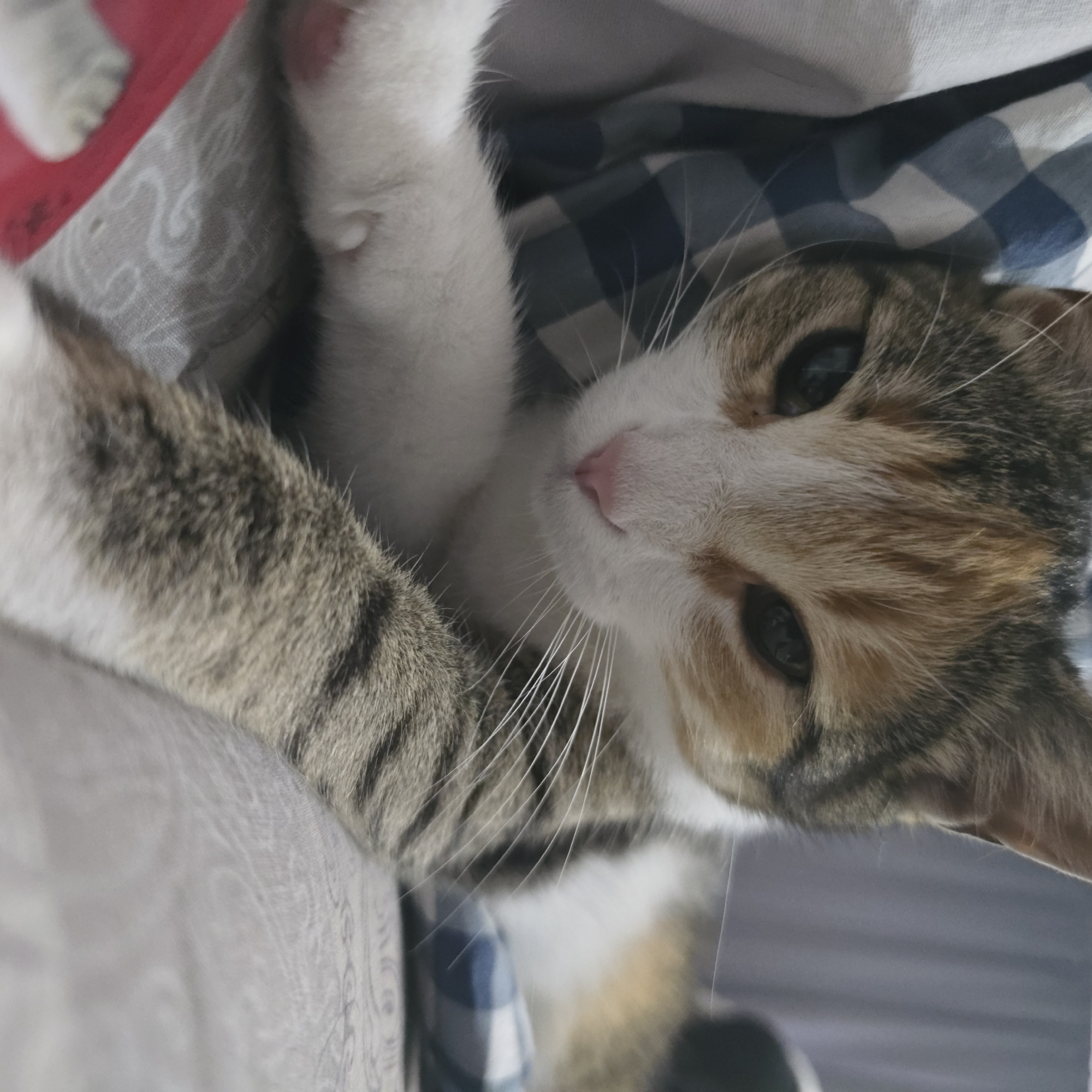 Calico cat at home in Rostov-on-Don, just doing cat things