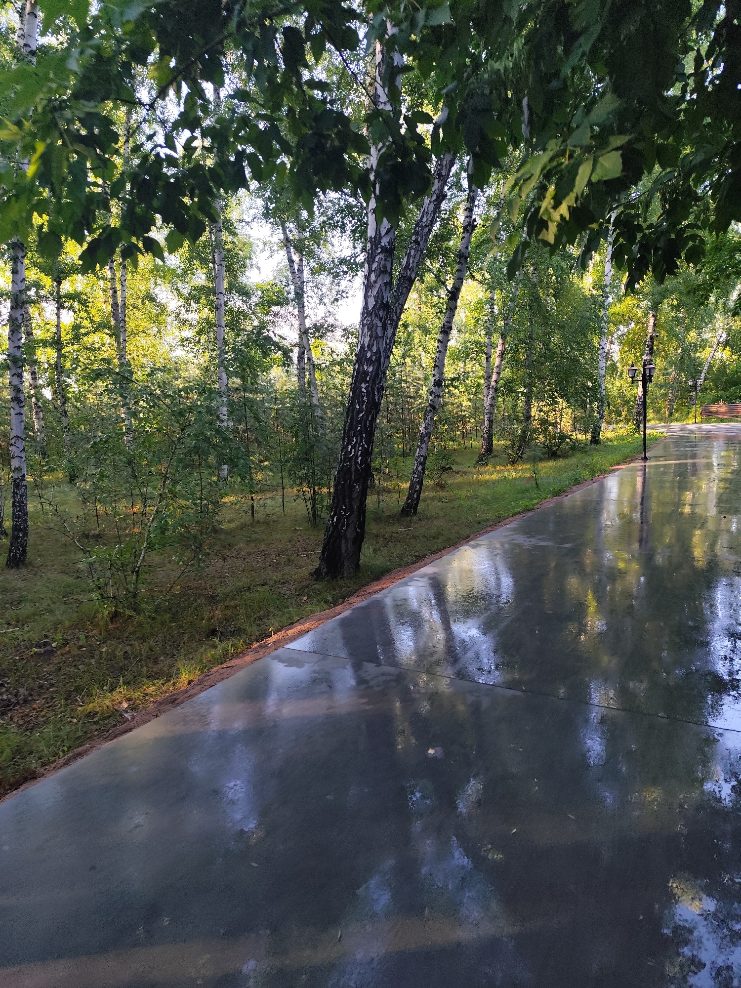 Rainy day at a park with animals, boardwalks, and birch forests
