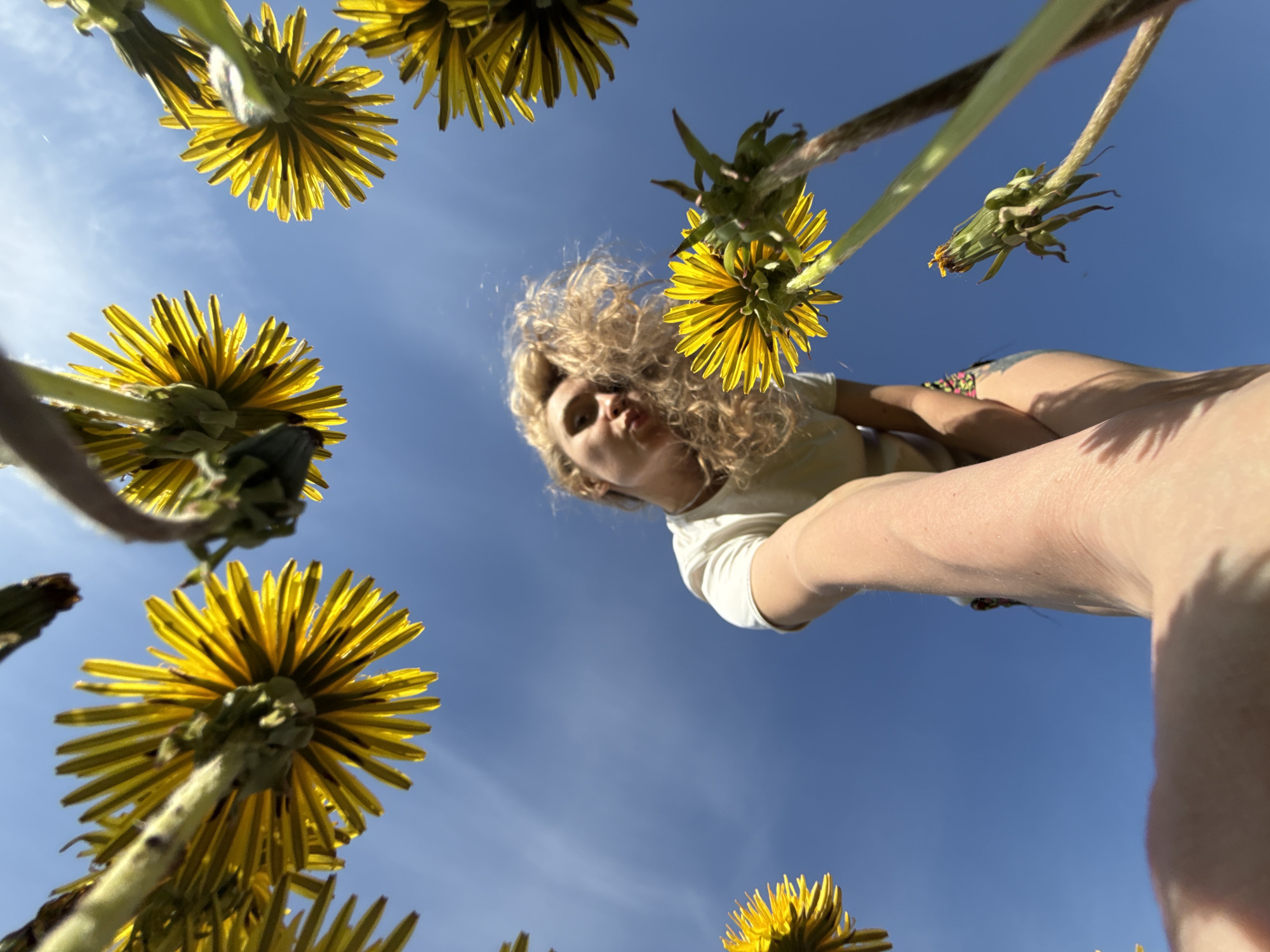 Woman photographs selfies in Russian dandelion field at dawn