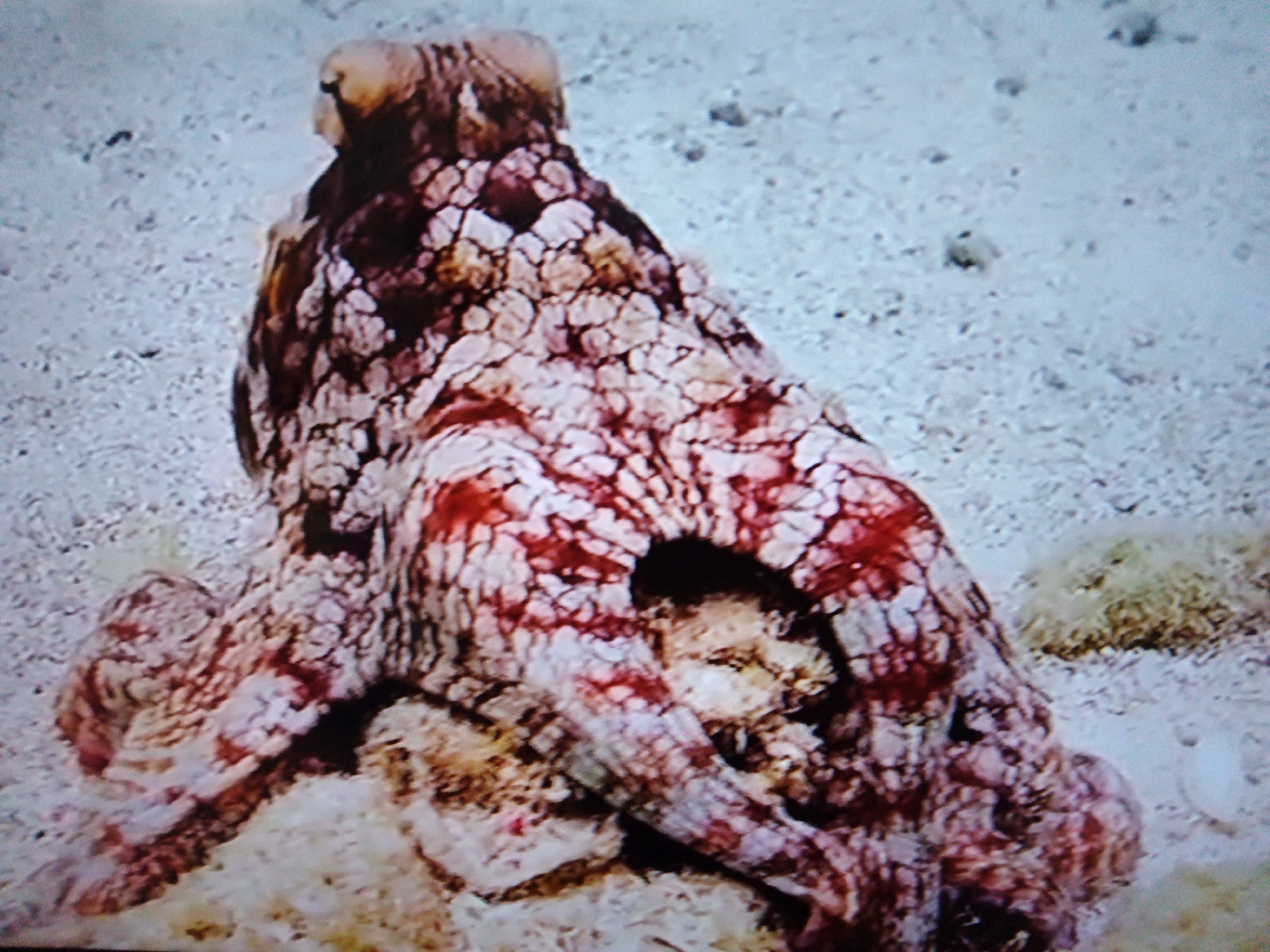 Close-up dive footage of octopuses, cuttlefish, and other marine life