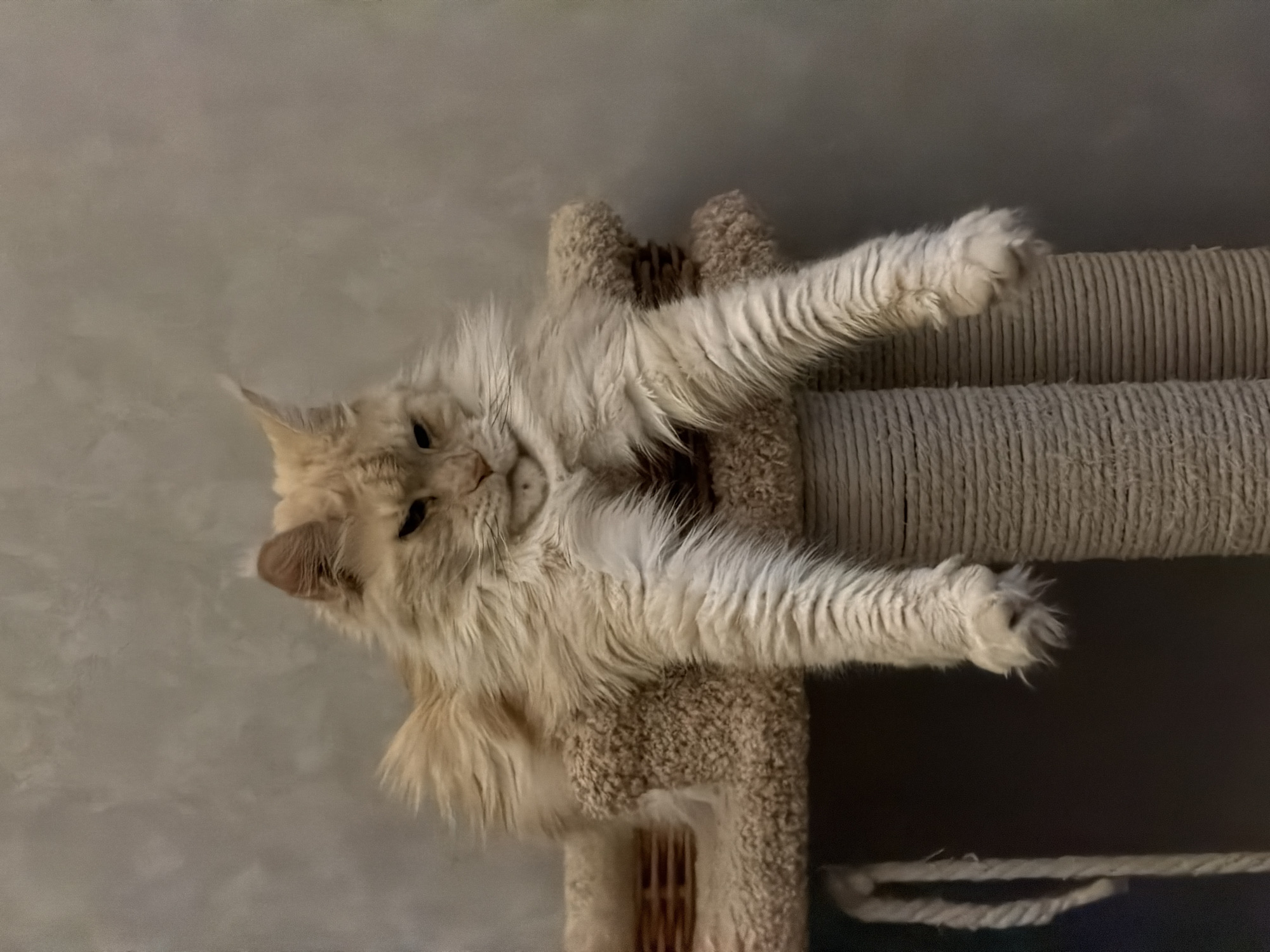 Cats rest on furniture in Kazan home scene