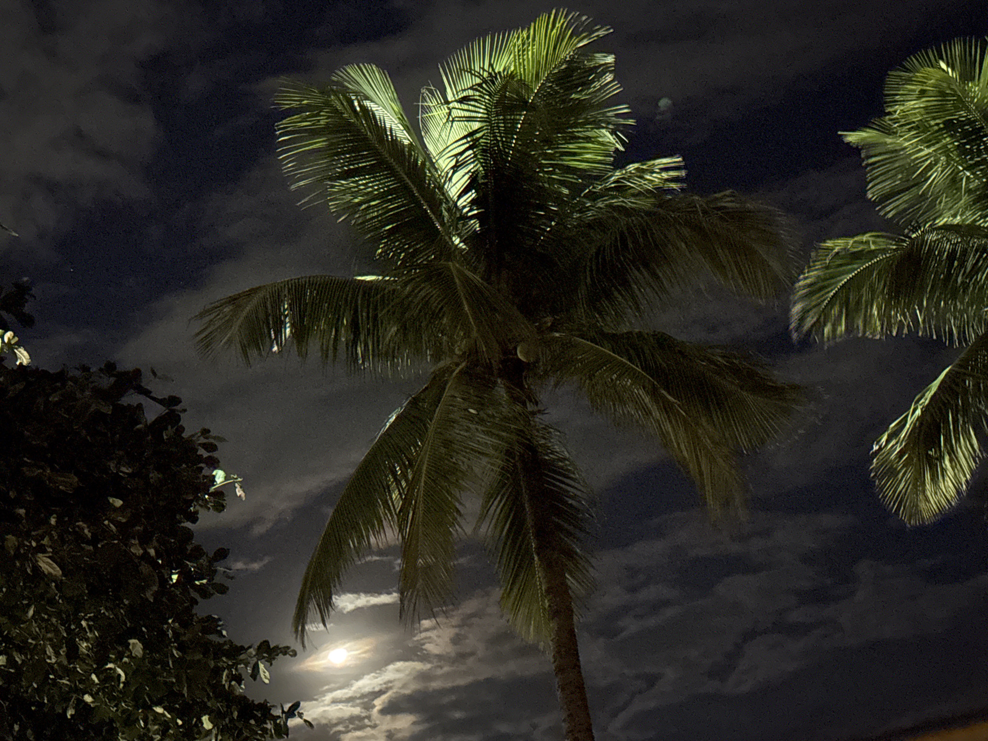 Green-lit palm tree observed on Rio coastline during night hours