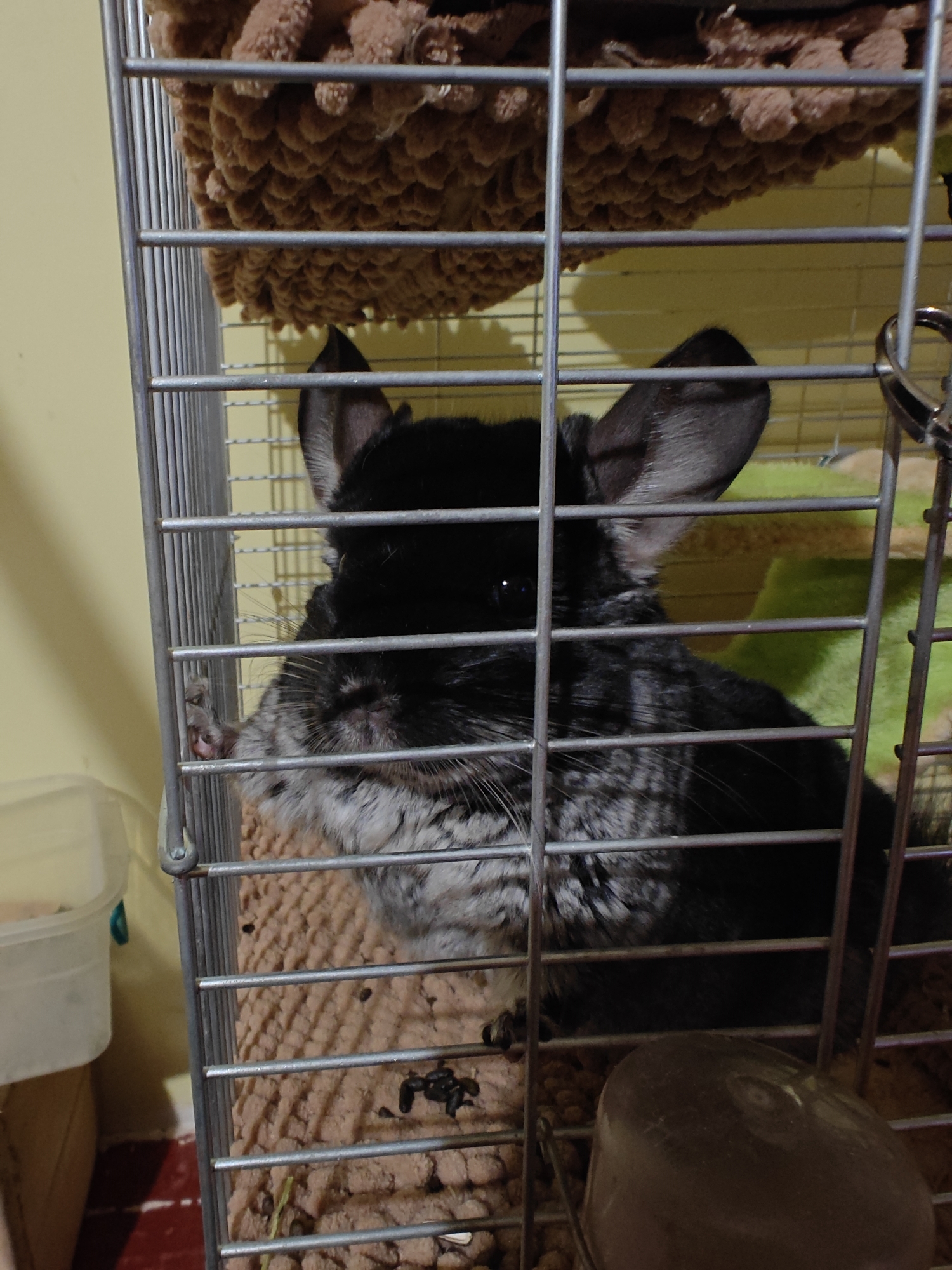 Evening domestic life documented in Hadiach: pets, art, twilight