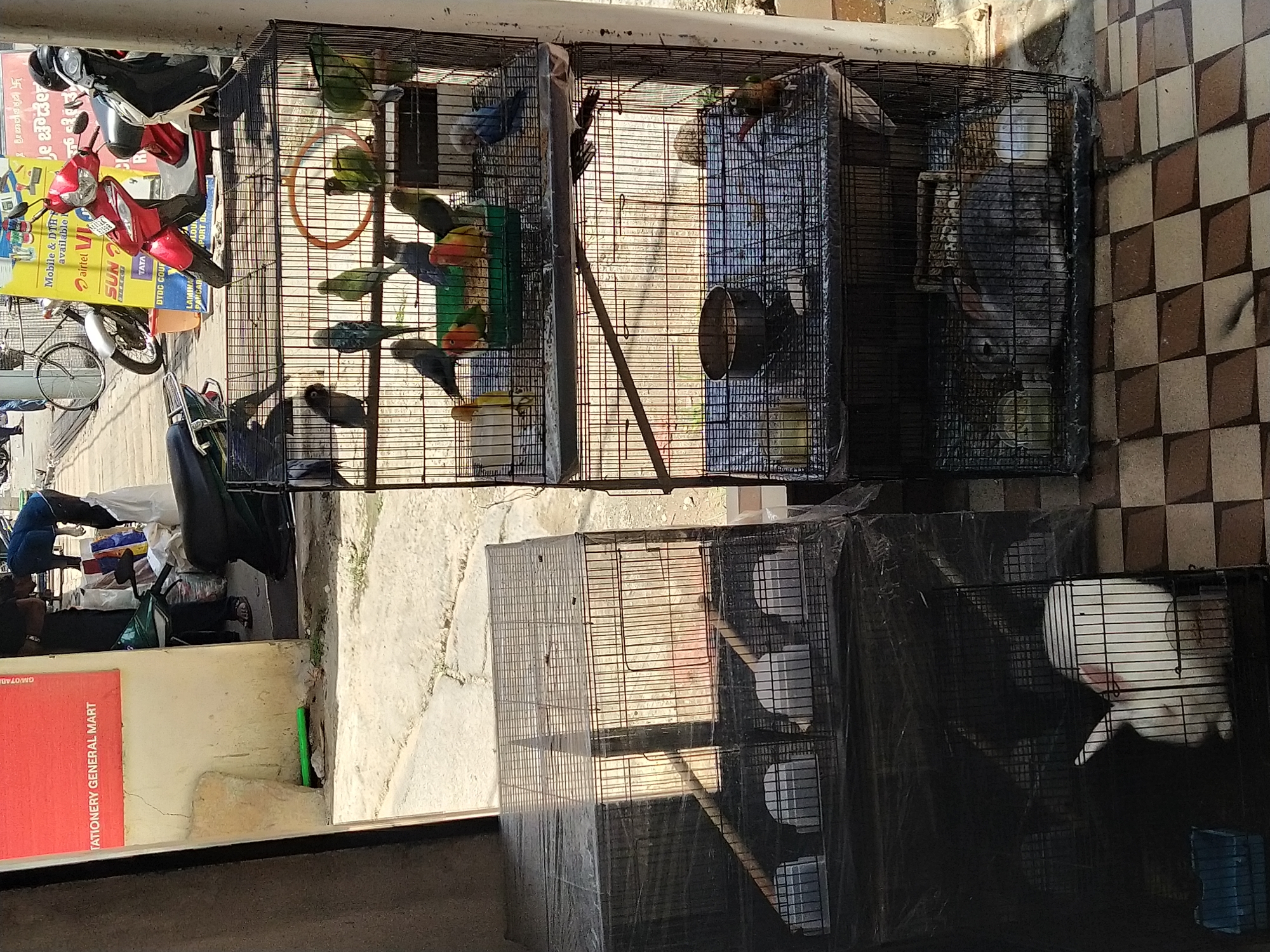 Pet birds and rabbits displayed for sale outside Bengaluru shop