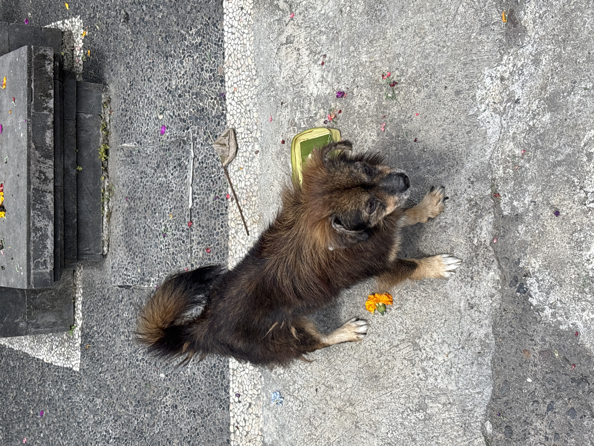 Morning pastoral walk documented in Kuta Selatan, Indonesia