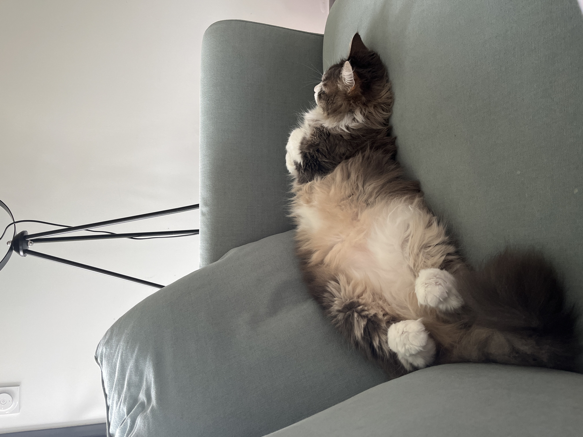 Woman takes morning selfies at home with cat nearby