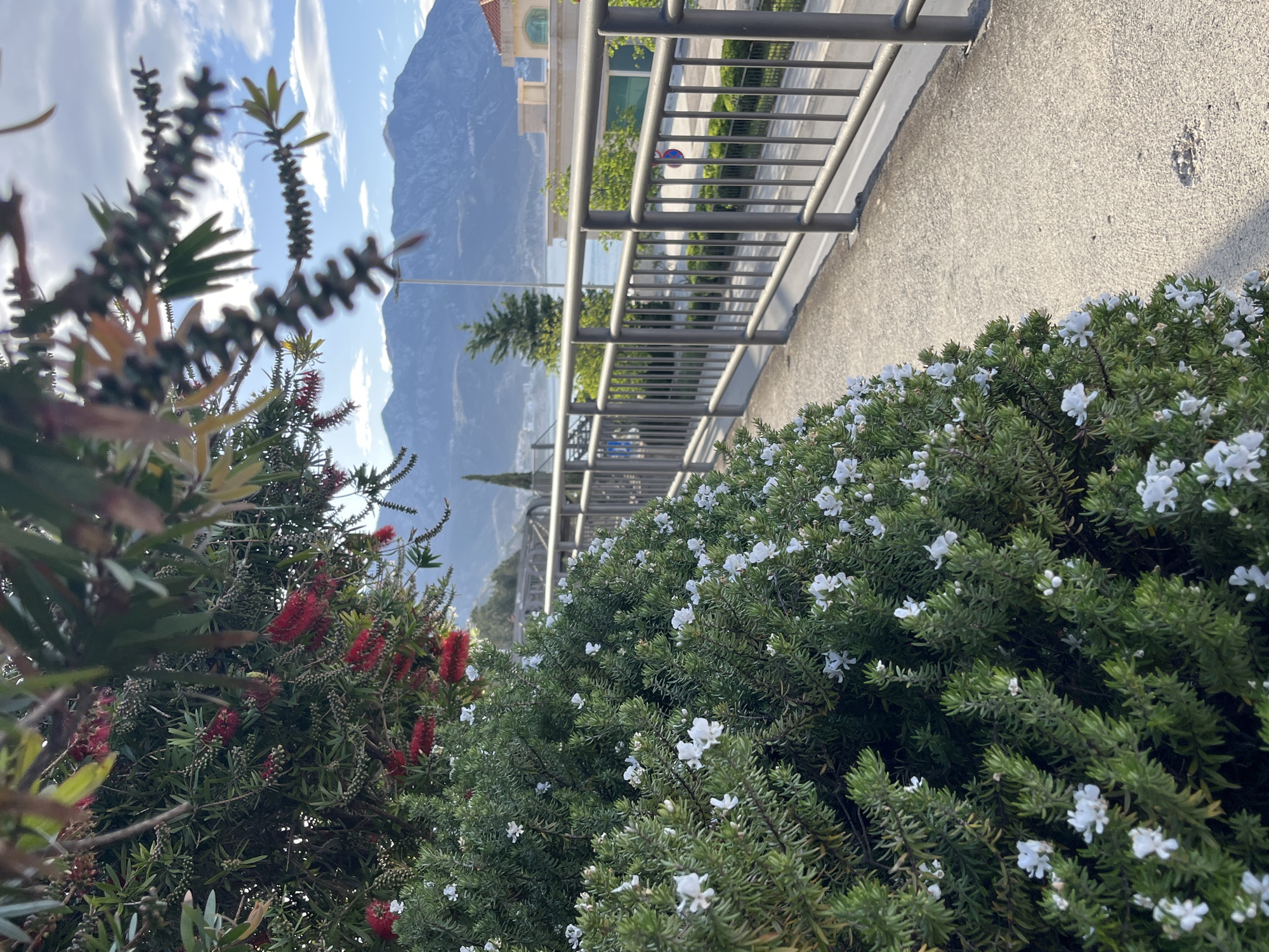 Woman rests among spring flowers in Montenegro coastal towns