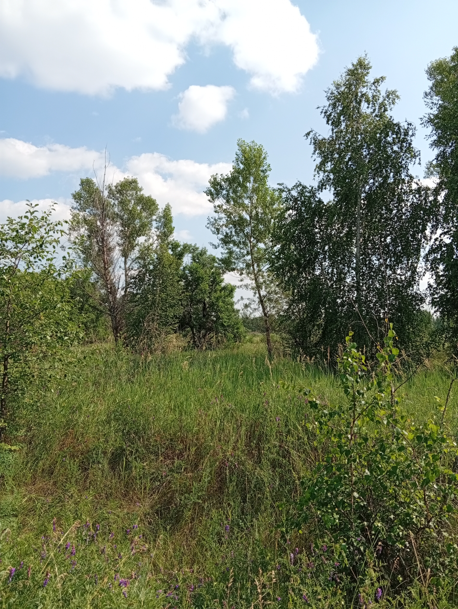 Summer meadows and dirt paths around Minusinsk, Siberia